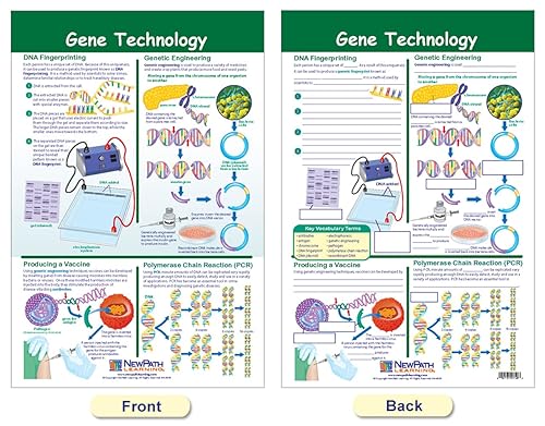 Miniatura 5 de NewPath Learning - Juego de 4 tablones de anuncios de cromosomas 94-7002
