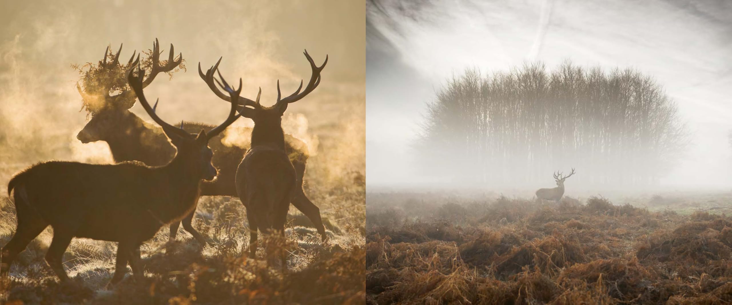 Richmond Park: London's Wildlife Haven