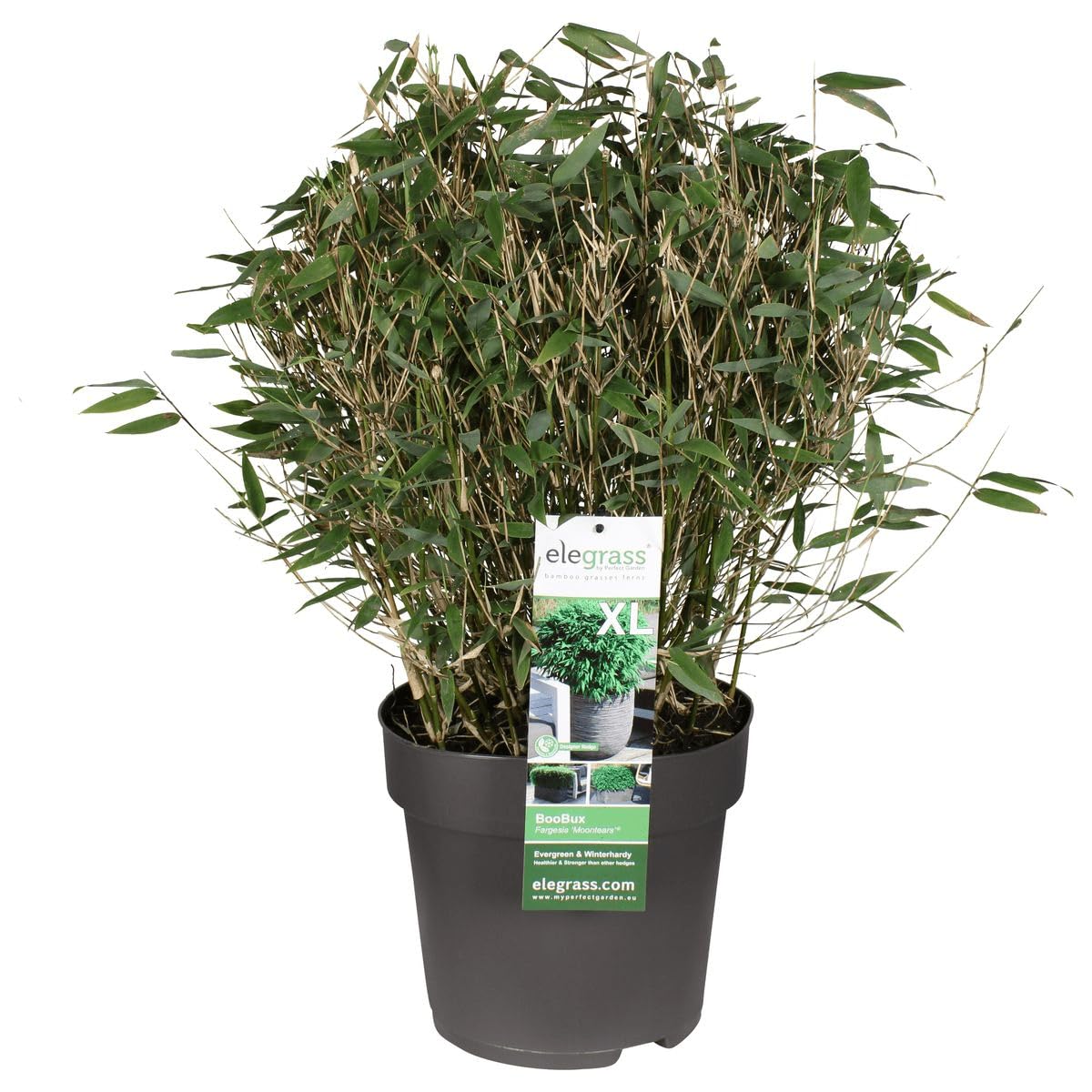 Bambou - Fargesia 'Moontars'® boobux - ↨70cm - Ø29 - plante d'extérieur