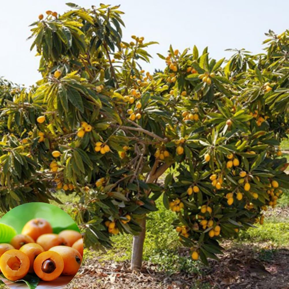Golden Loquat Tree Live Plant, 7-10 Inch Tall, Live Loquat Trees Plant Live, Sweet Fruit Tree, Well Rooted Tree for Outdoor Planting