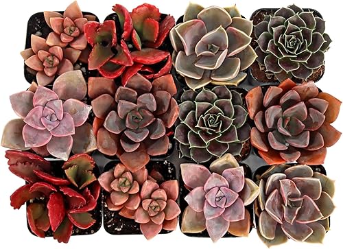 Mountain Crest Gardens Paquete de suculentas rosas, moradas y rojas, 12 plantas vivas en macetas de 2 pulgadas, suculentas reales para decoración de