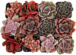 Mountain Crest Gardens Pink, Purple & Red Succulent Pack - 12 Live Plant...