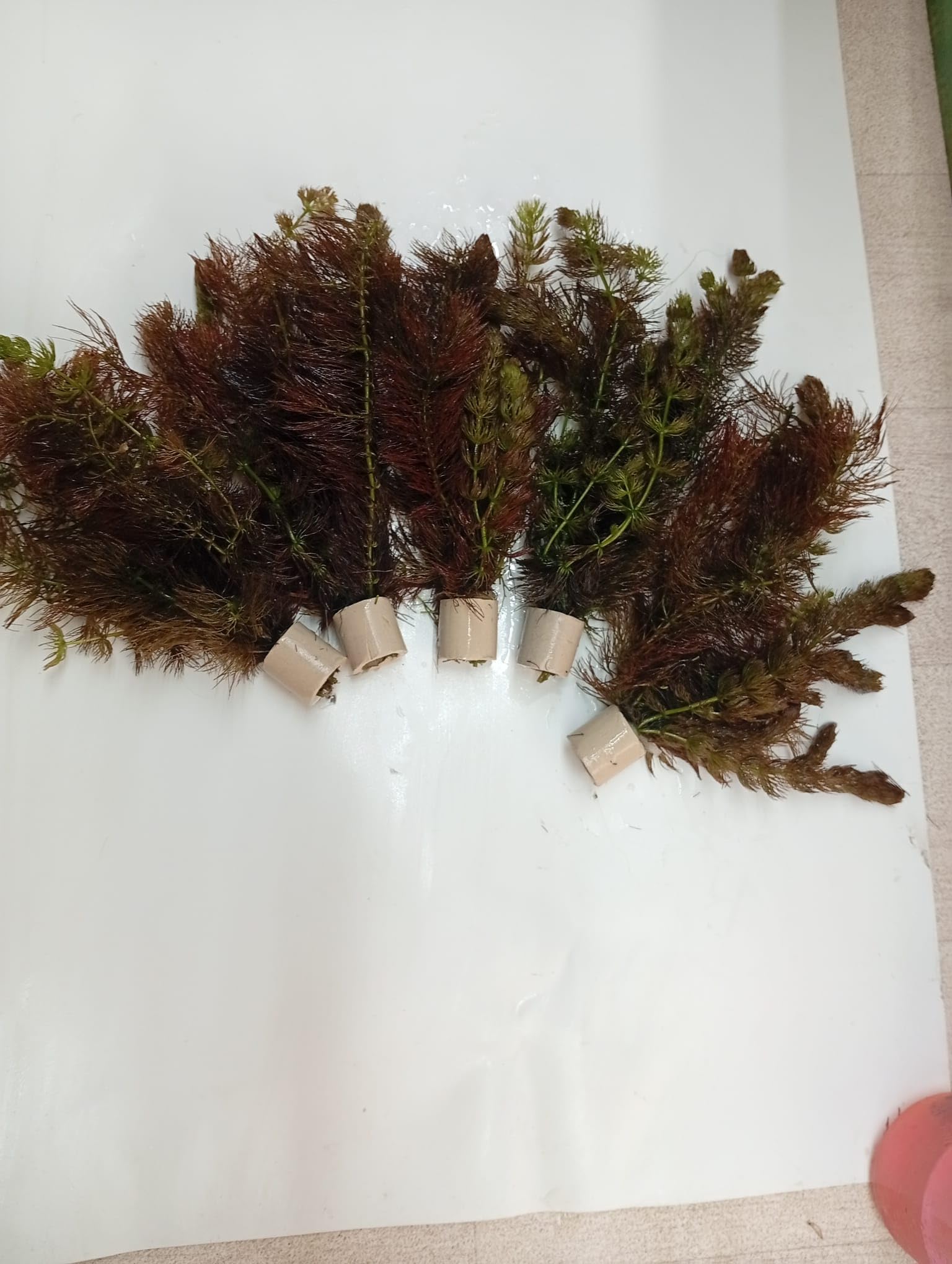 Ceratophyllum submersum, Hornkraut Aquarium, Wasserpflanzen, 5 Bund
