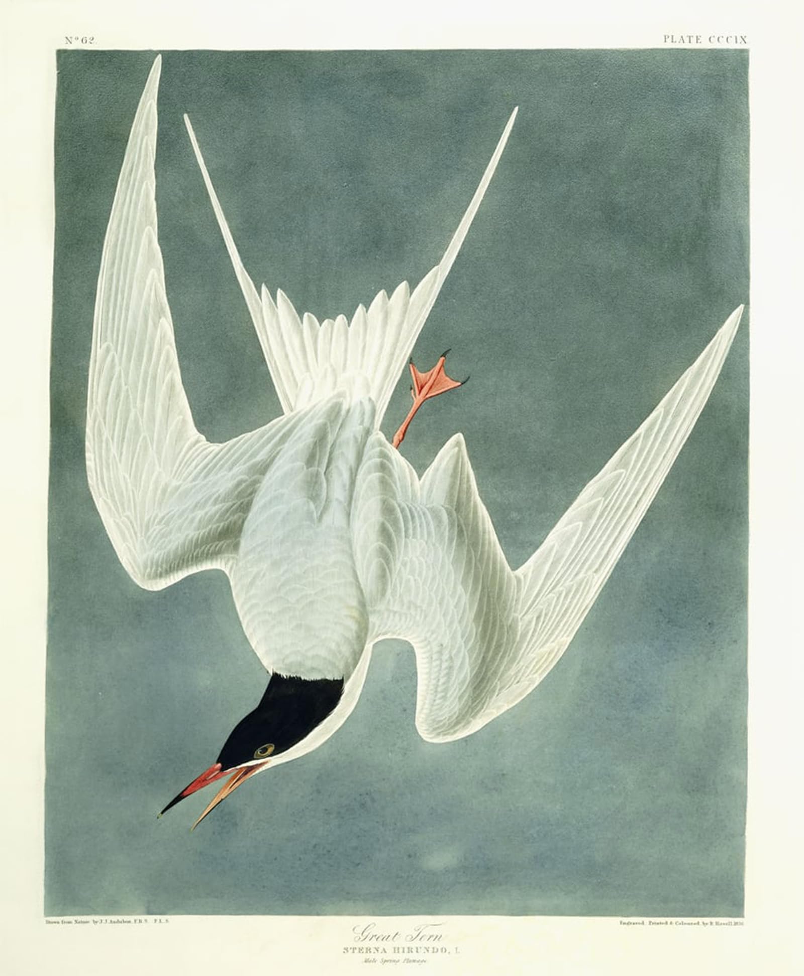 POSTERIIk Famous Print Pop Art Wall Art Graffiti Great Turn Male Spring Plumage by John Jamess Audubon Art Prints for Home Decor 60x90cm