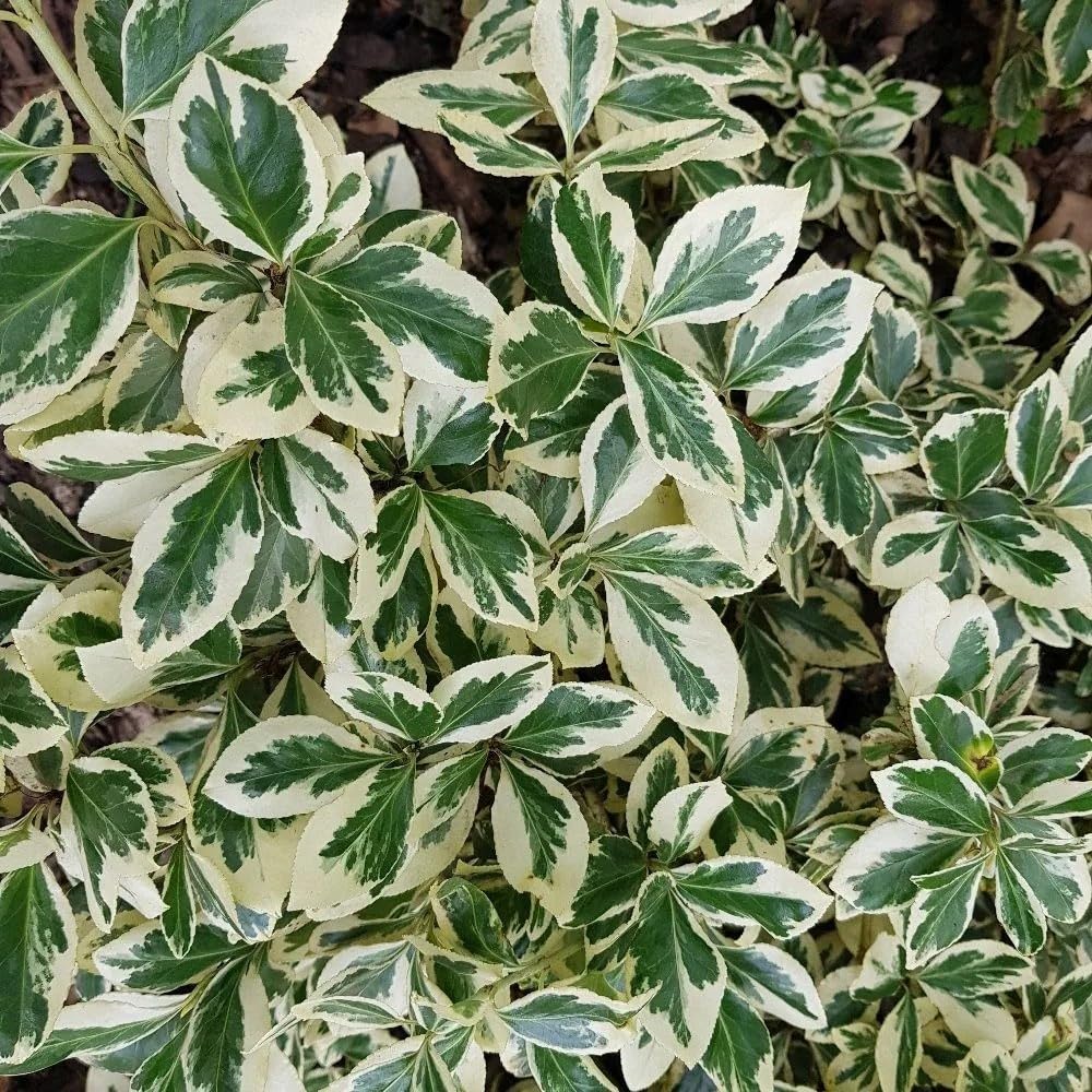 Plant Theory Silver Queen Evergreen Bittersweet Euonymus Fortunei Outdoor Shrub Plant 2L Pot