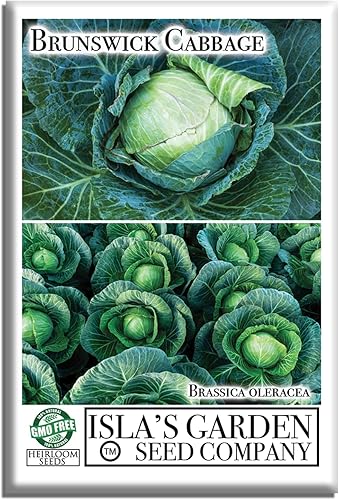 Semillas de col Brunswick (Brassica oleracea) – Más de 300 semillas sin OMG y reliquias de Isla's Garden Seeds, cabezas verdes grandes y densas,