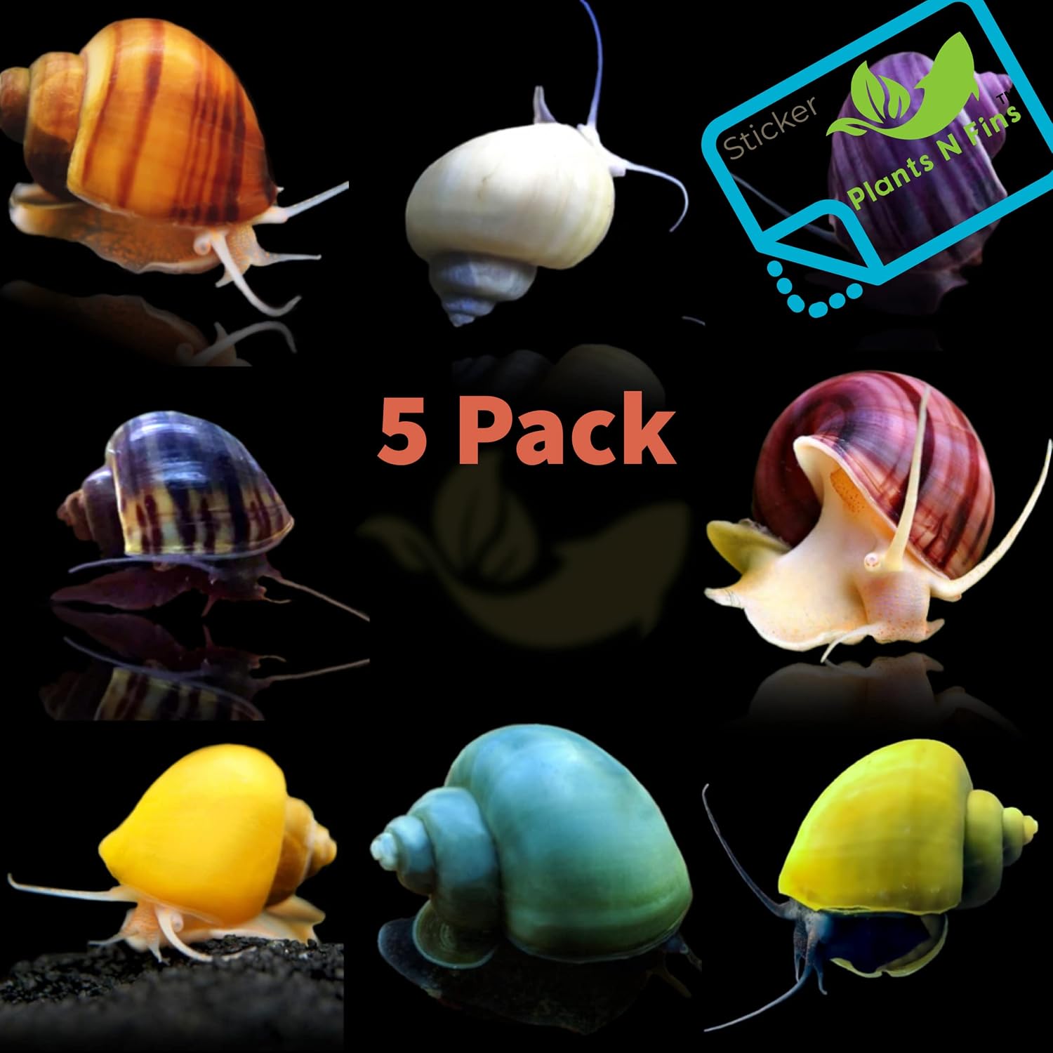 Amazon.com: Mystery Snails (5 Pack) Assorted + PnF Sticker - Live ...