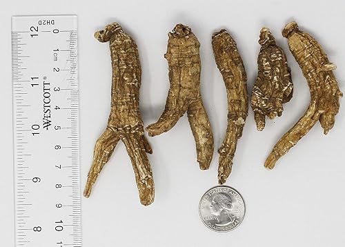 Miniatura 3 de DABC OAK LAND DOL Raíz de ginseng cultivada a mano de Wisconsin americano, mediana y grande, ginseng americano cultivado de Wisconsin medio (16