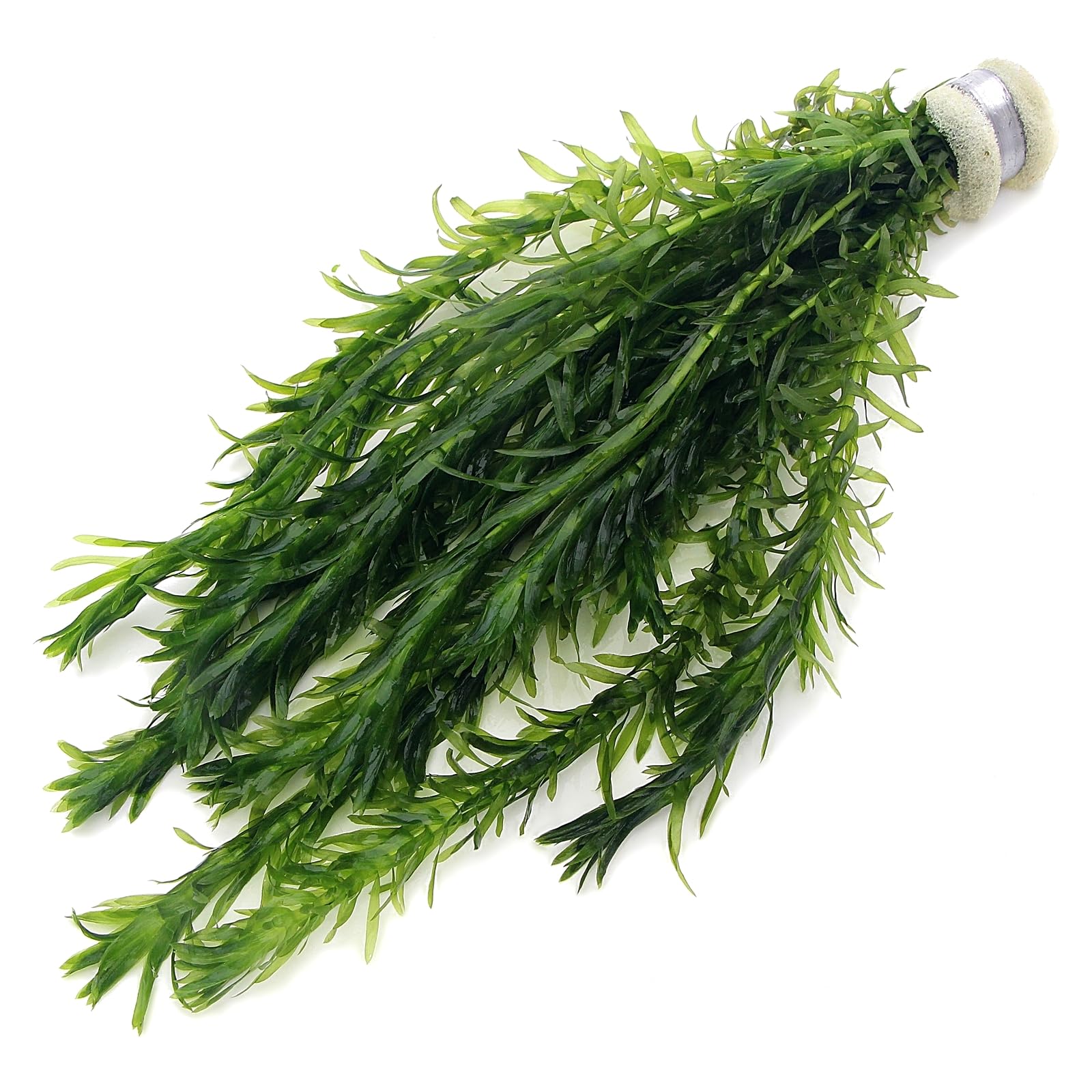 K2AQUA 10 Stems 1 Bunch Elodea Densa Live Aquarium Plants Oxygenating Weed Live Pond Plant Water Tank Aquatic Plants Egeria