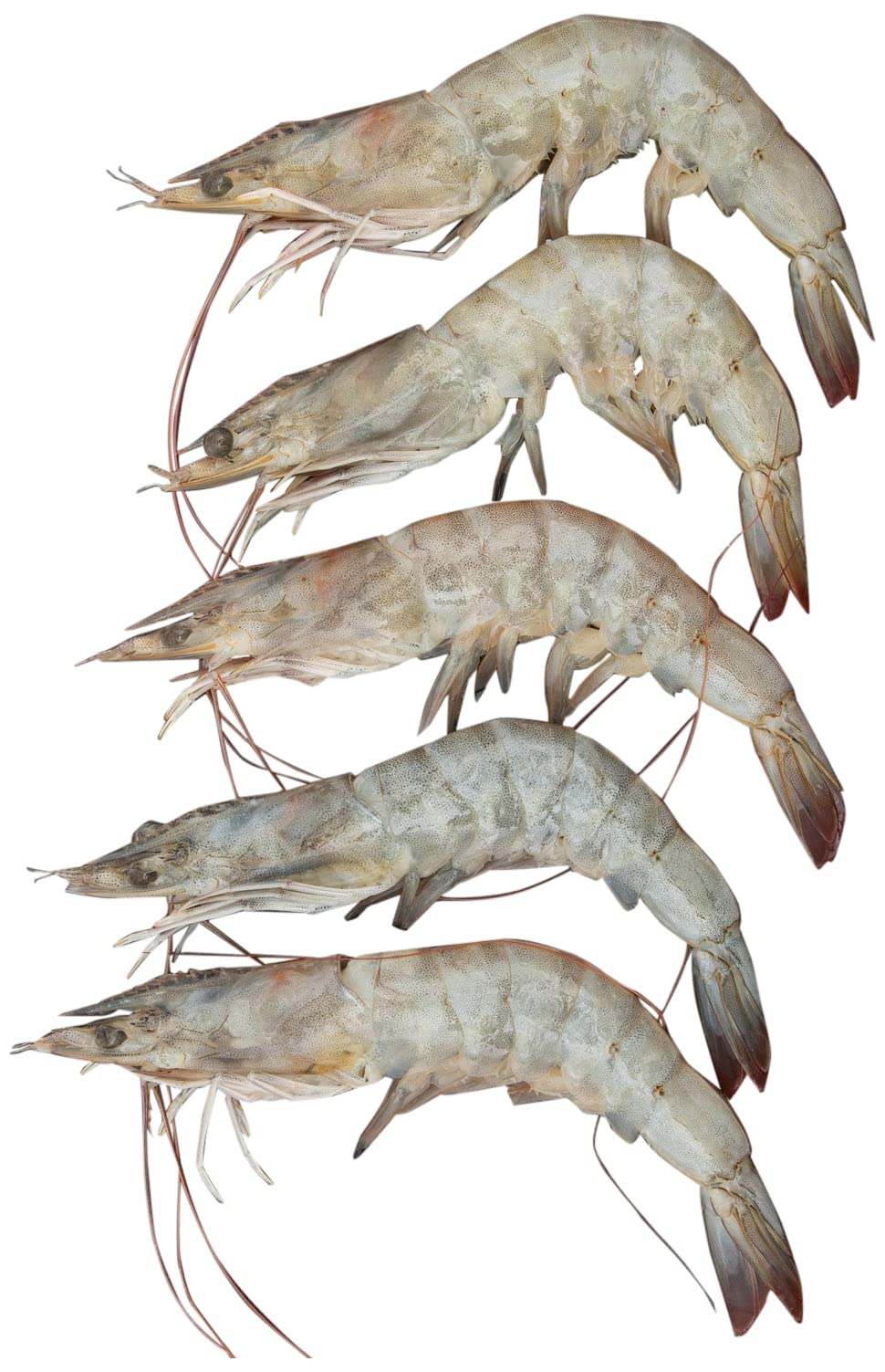 Fresh Farmed Prawns - 30/40 - 500 g Approx. - Whole Cleaned