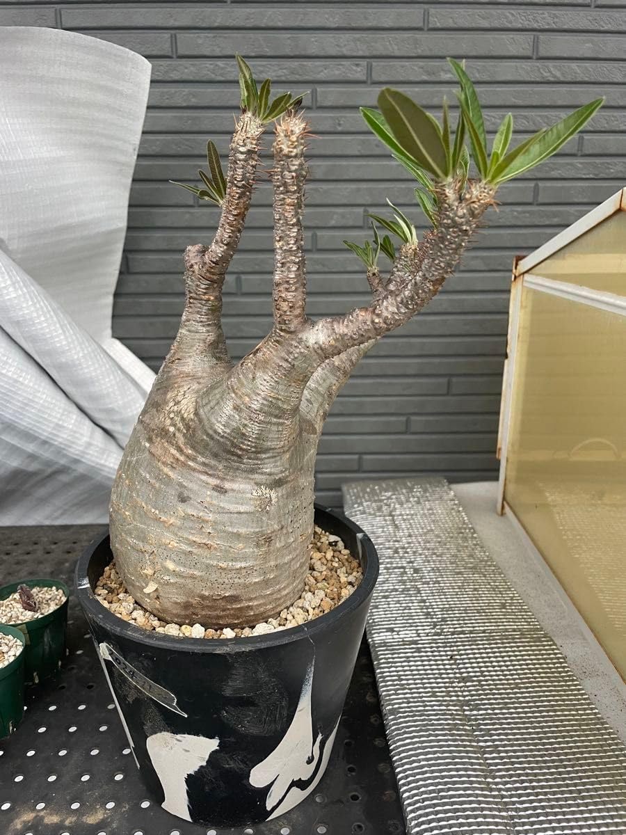 現 特大苗 株立ち アズキナシ 2.5mほど 山採り