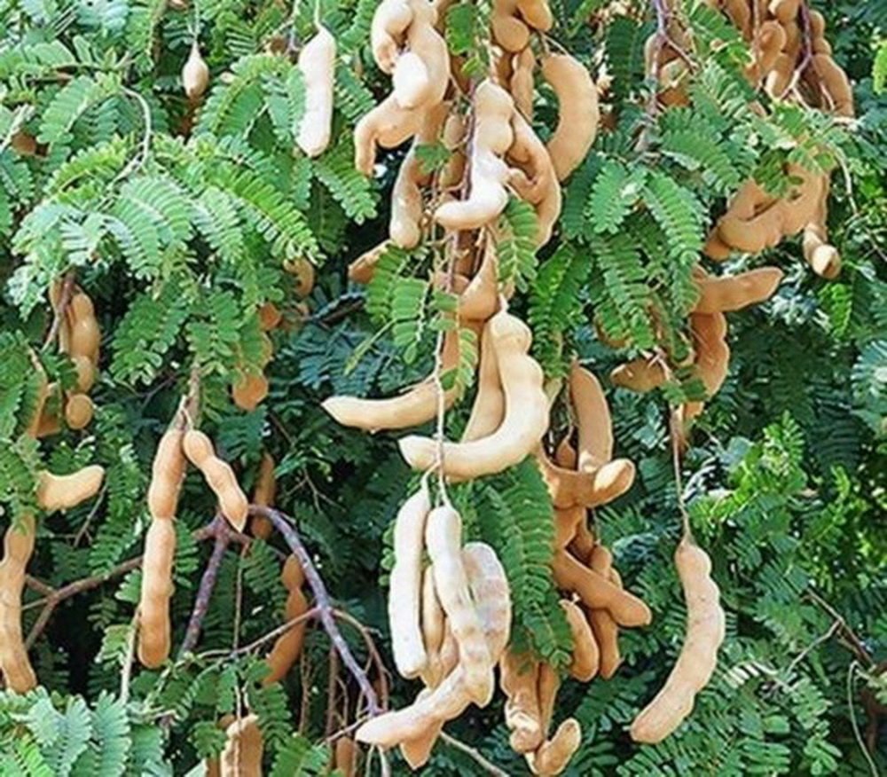 100% Natural Seedless Dried Sweet Tamarind 200 g