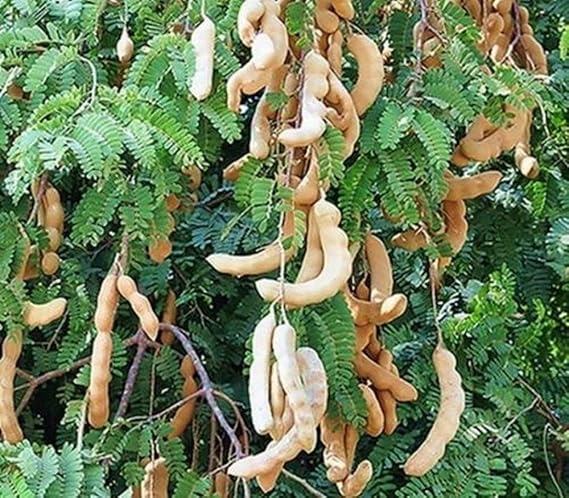 100% Natural Seedless Dried Sweet Tamarind 200 g