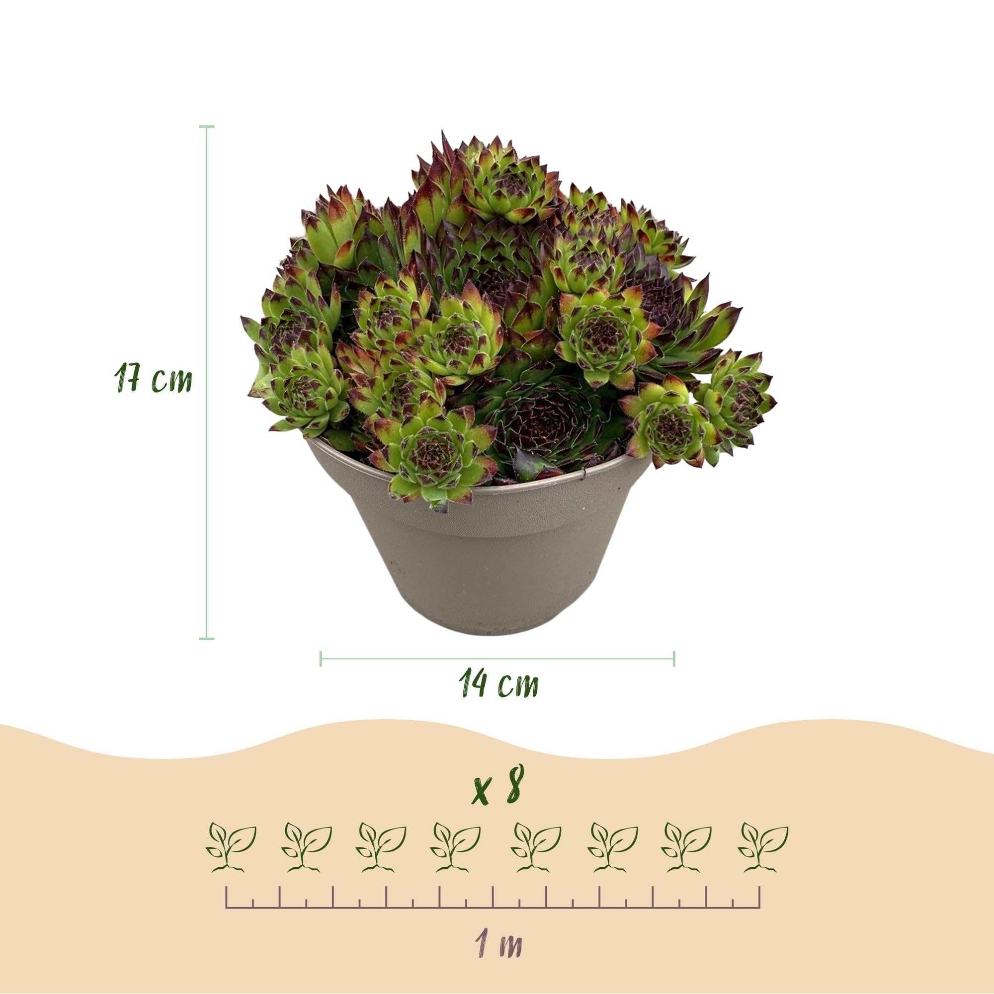 Sempervivum Big Sam – 4 piante – Resistente – Colori assortiti – Facile da pulire – Sempervivum Big Sam – Piante – Ø 14 cm H 17 cm
