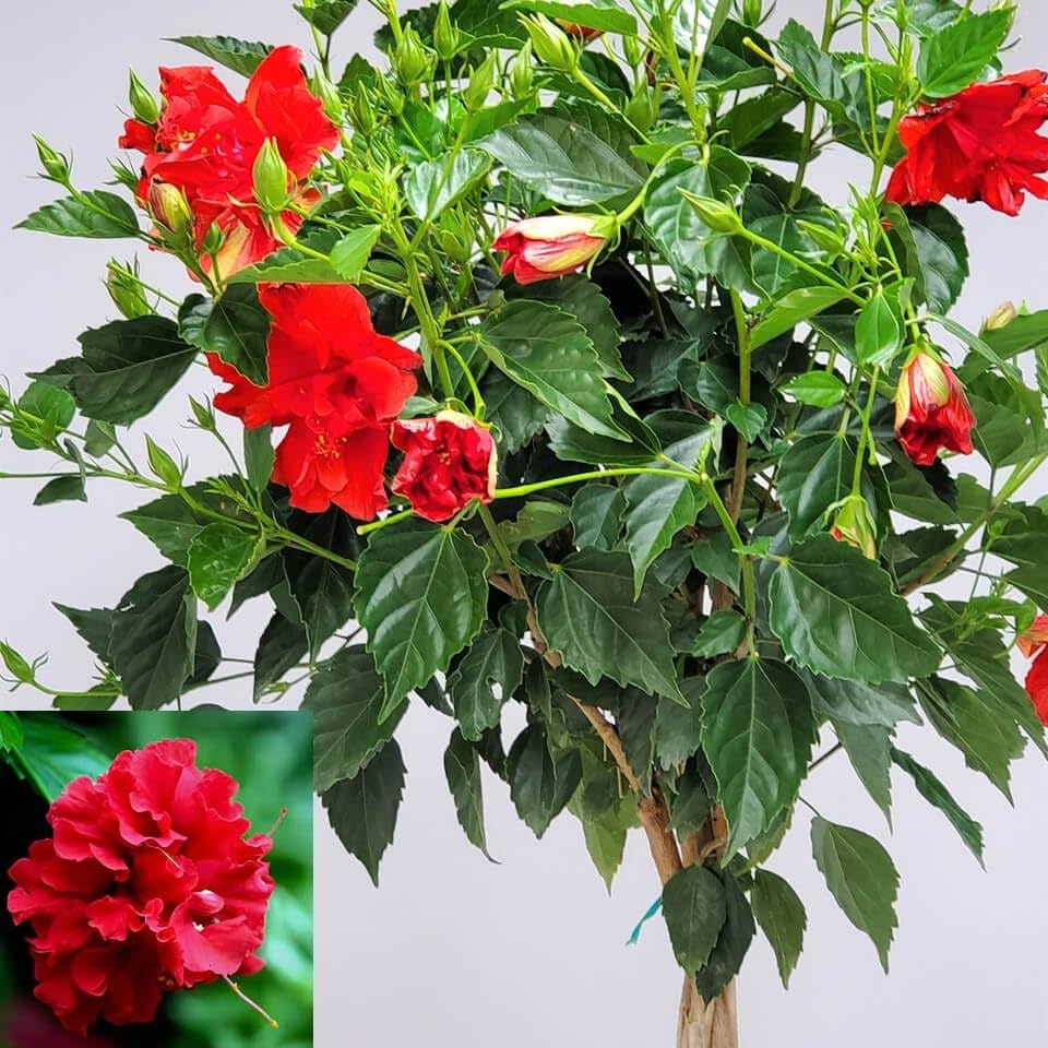 Image of Double Petal Red Hibiscus Flower Live Plant | Most Beautiful Indian Plant | Panch Mukhi Red Hibiscus for Pooja | Home Gardening Outdoor & Indoor Planting |(Without Pot)