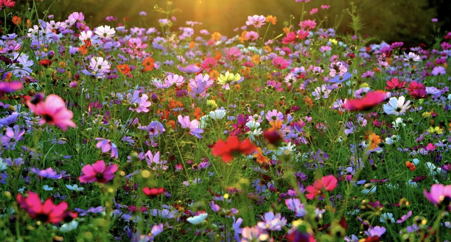 Wildflower Seeds Bulk Mix, 21 Varieties Non-GMO Seed | Bee and Butterfly Garden Variety Pack | Annual Flowers Seeds for Planting | Native Wildflower Plants for Your Garden 100g