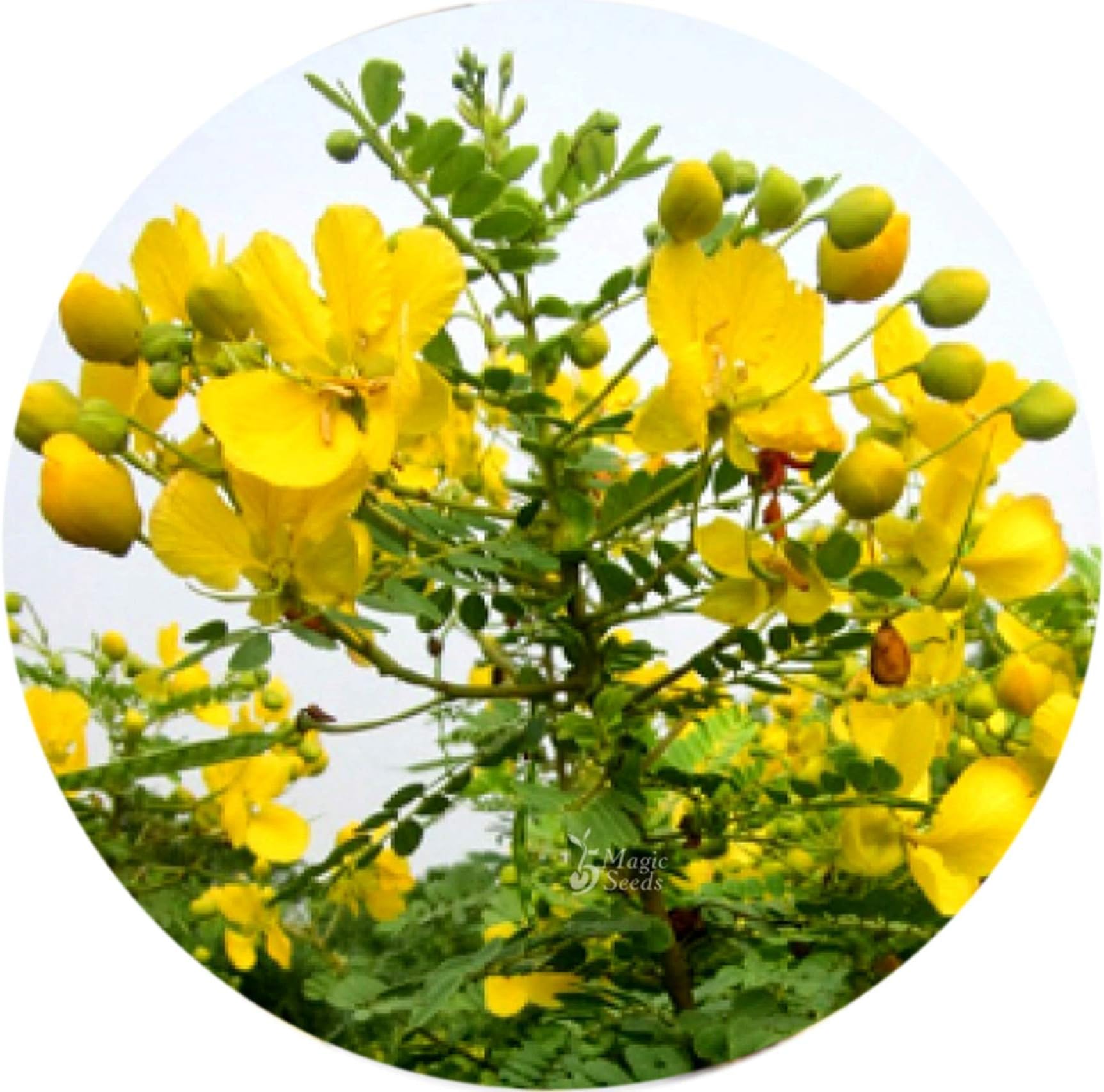 Valli Organics® Avarampoo | Tarwar | Tagedi | Tanner Cassia 100gm