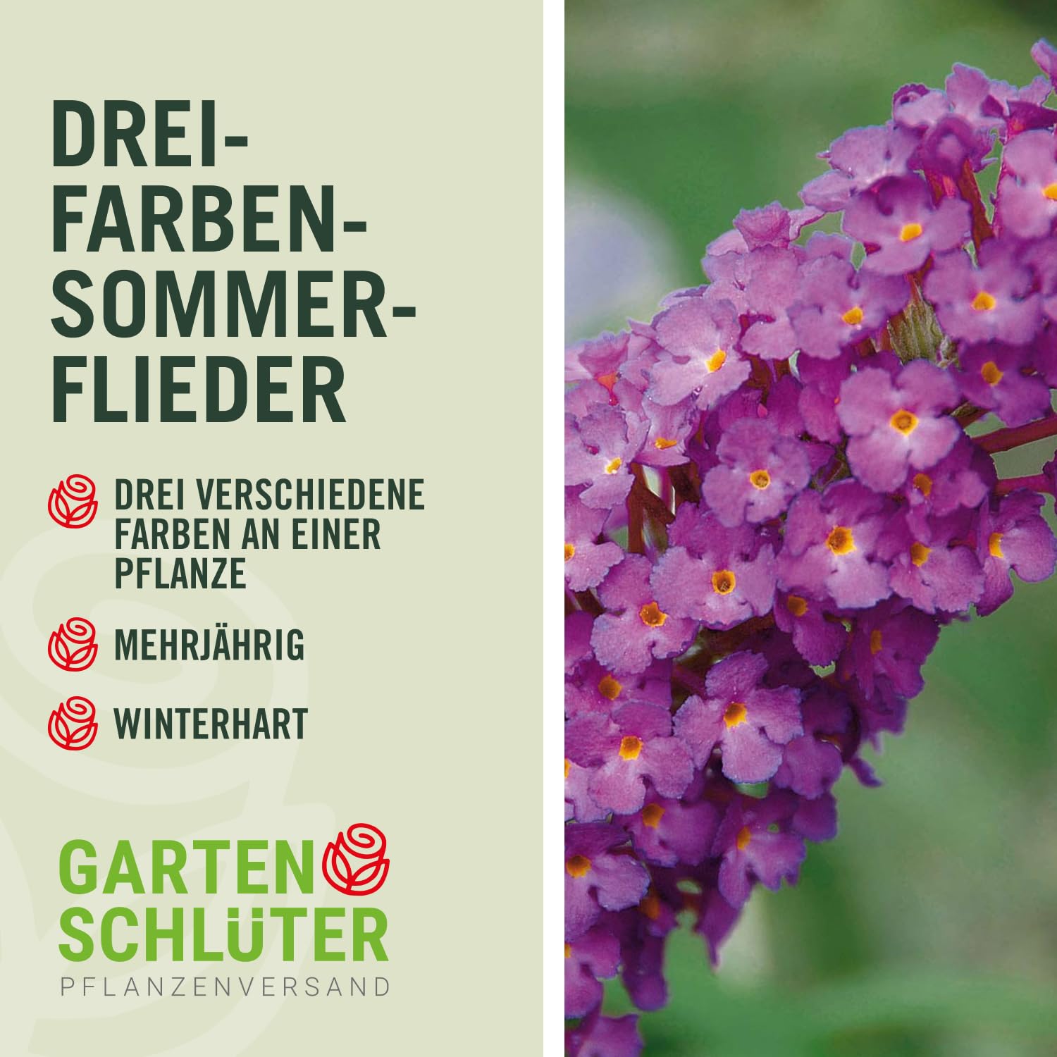 Drei-Farben-Sommerflieder 'Tricolor' (Buddleja Davidii) - Drei Farben Flieder in einem Topf von Garten Schlüter