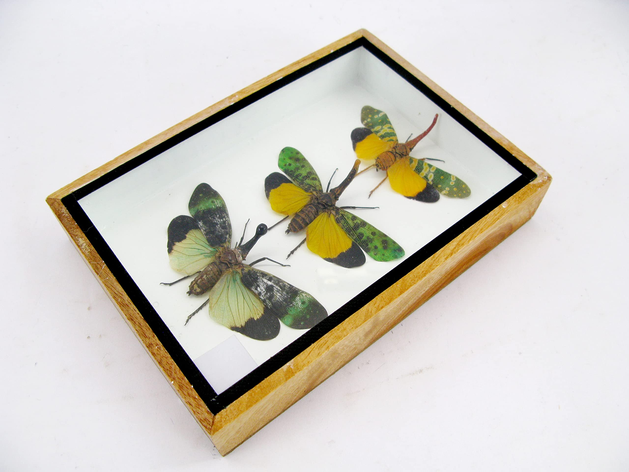 asiahouse24 Echte wunderschöne Insekten im 3D Schaukasten - gerahmtes Wandbild - Taxidermie - Entomologie - (3x Zana nobilas - Pyrops sp.)