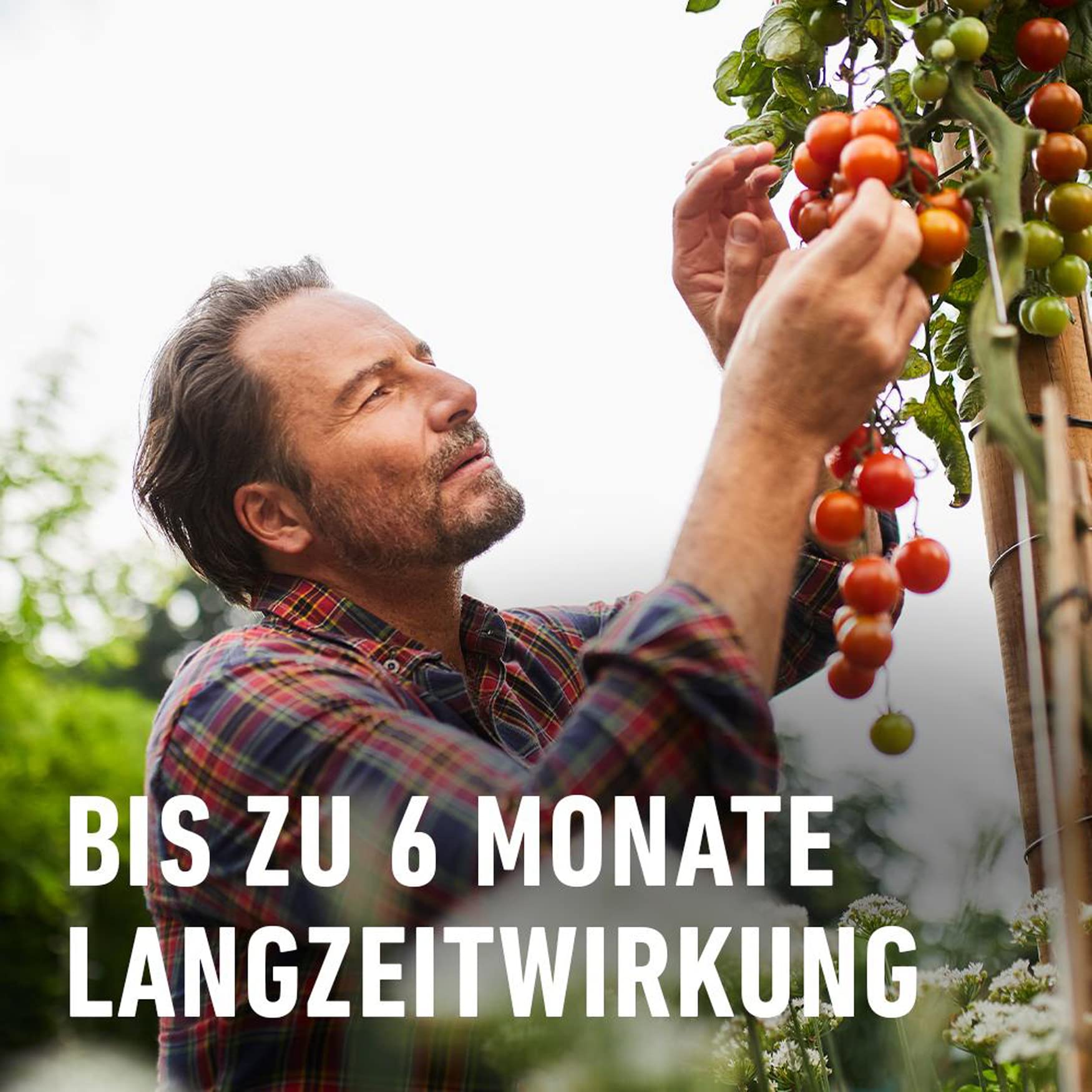 COMPO Tomaten Langzeit-Dünger für alle Arten von Tomaten, 6 Monate Langzeitwirkung, 2 kg, 33m²