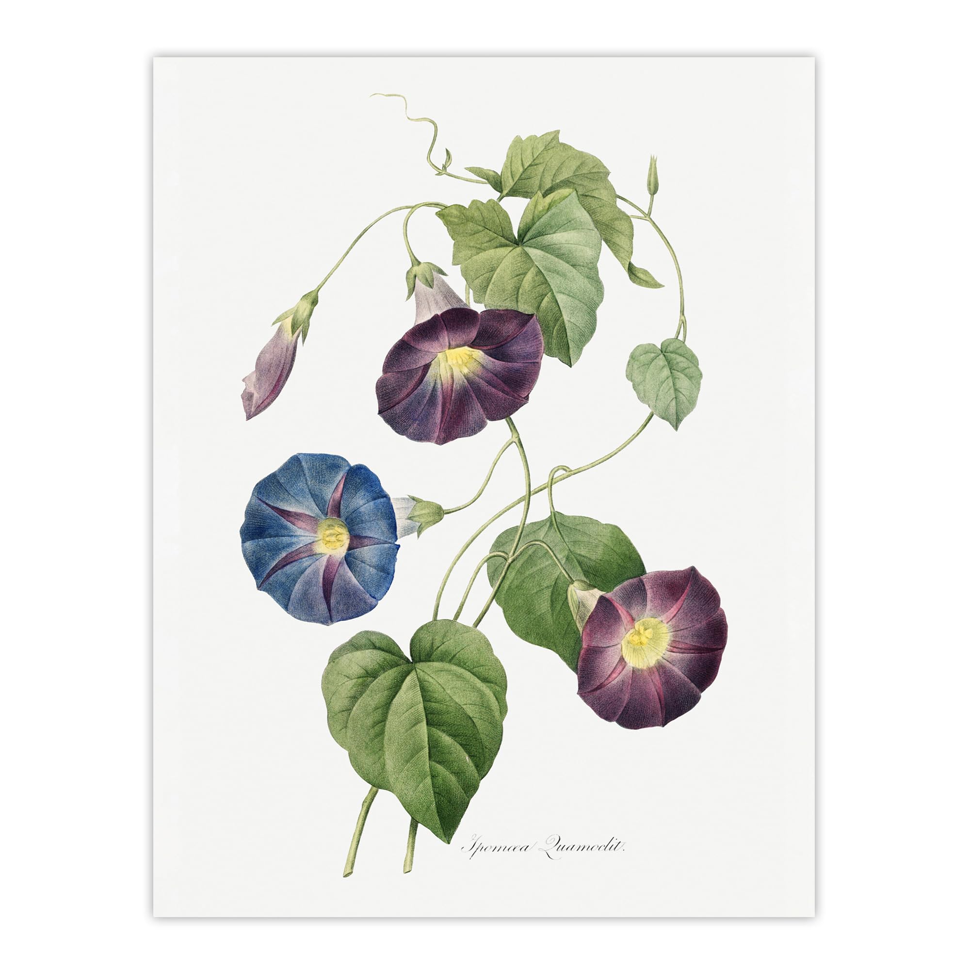 Artery8 Morning Glory Floral Large Wall Art Poster Print 18X24 Inch Artwork By Redoute : Climbing Vine Plate Adding Graceful Rhythm And Nature Inspired Tone To Decor
