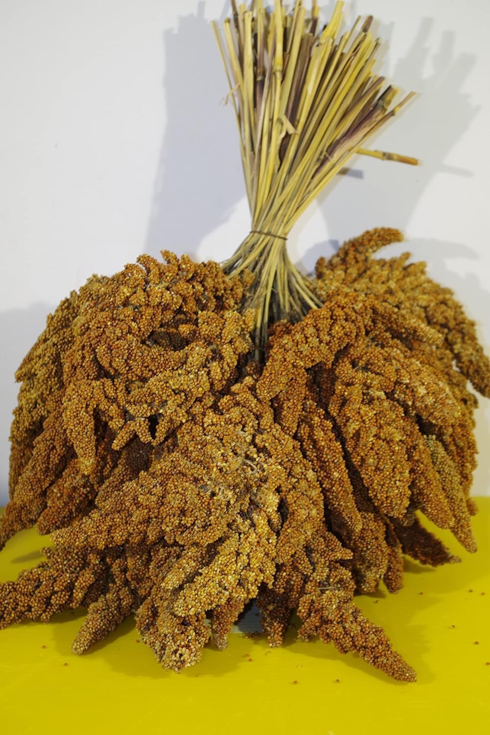 Panico in spiga Rosso Francese adatto all'alimentazione di molte specie di Uccelli da compagnia o anche per gli uccellini liberi. (2 kg)