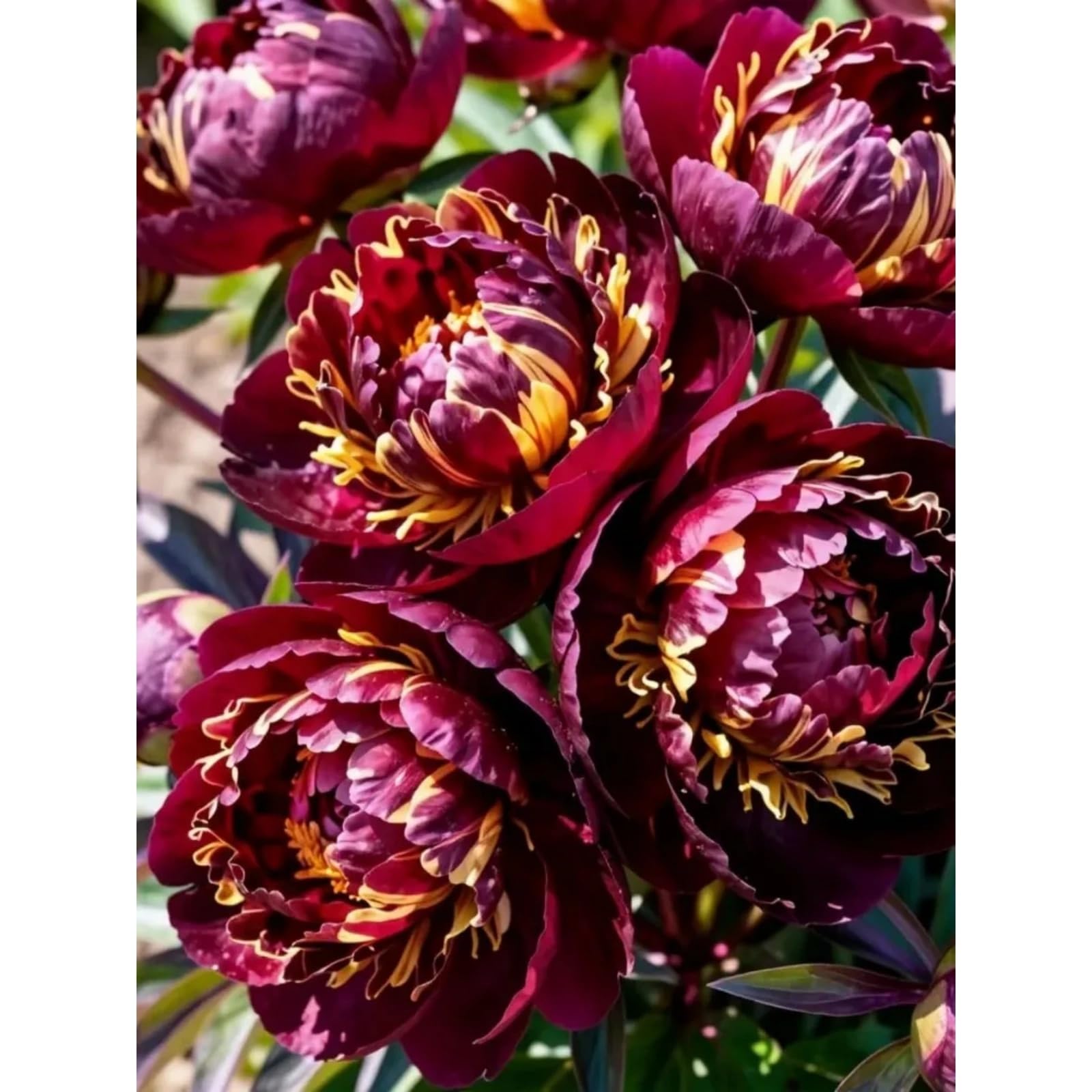 Potted Peony Plants for Sale UK,Feels Beautiful,Peony Mix,Good for Containers,Golden Jade Carving- 2 Bulbs-Color-B