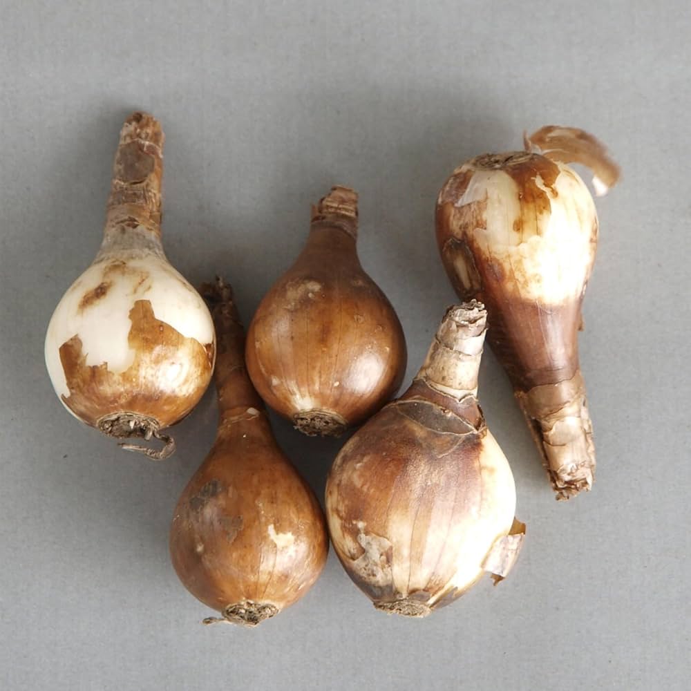 Amazon | リコリス スプレンゲリー 球根 15球 夏植え Lycoris