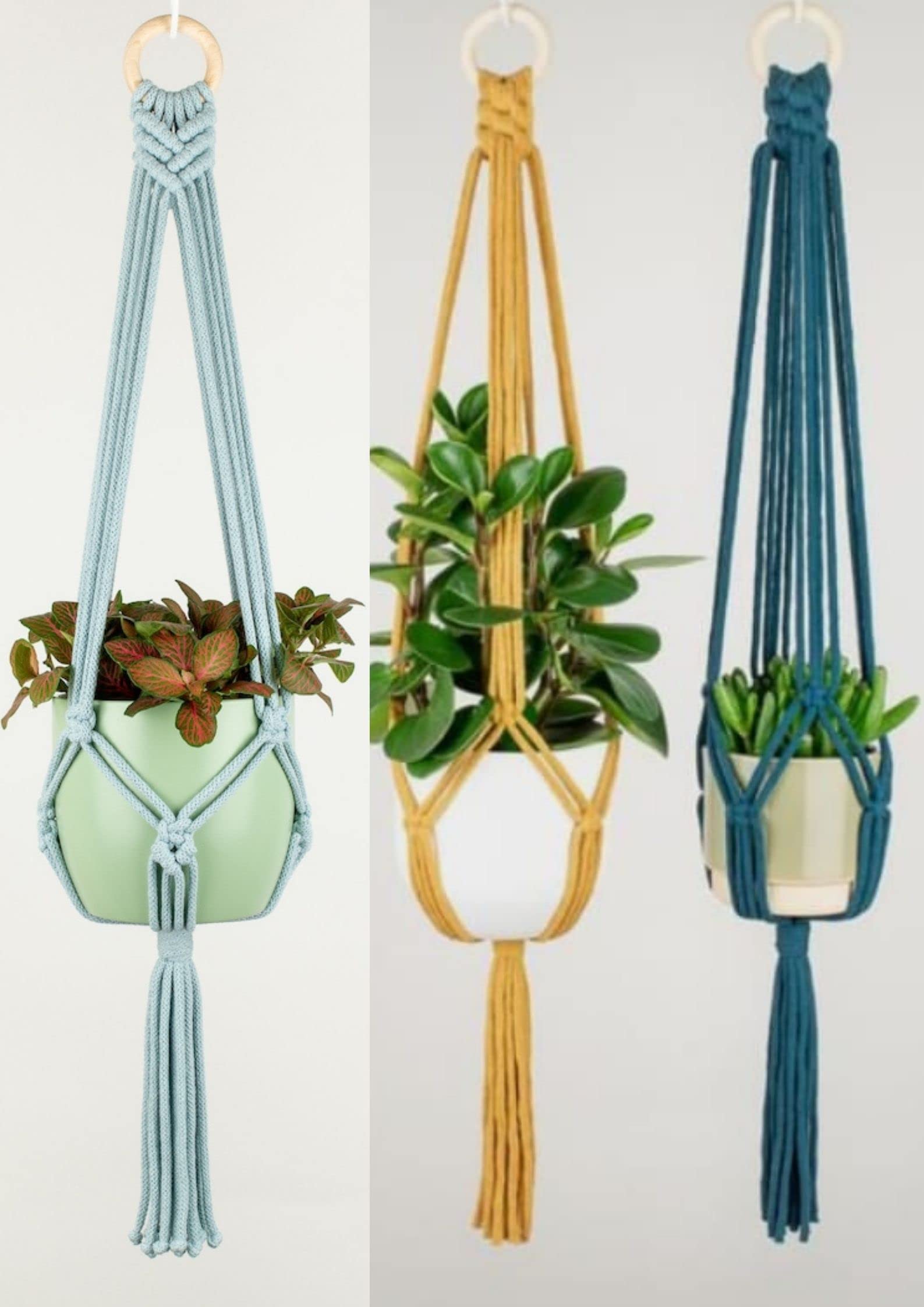 Zippy Flora Cotton Plant Hangers, Mustard, SkyBlue, Prussian Blue, Standard, Set of 3 (B08V1PS7PZ) Amazon Price History, Amazon Price Tracker