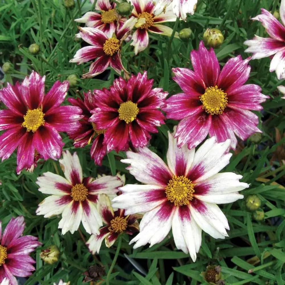 3 Mix Coreopsis Live Plants, Tickseed Perennial Flowers, 3-5" Well Rooted Plugs for Outdoor Planting
