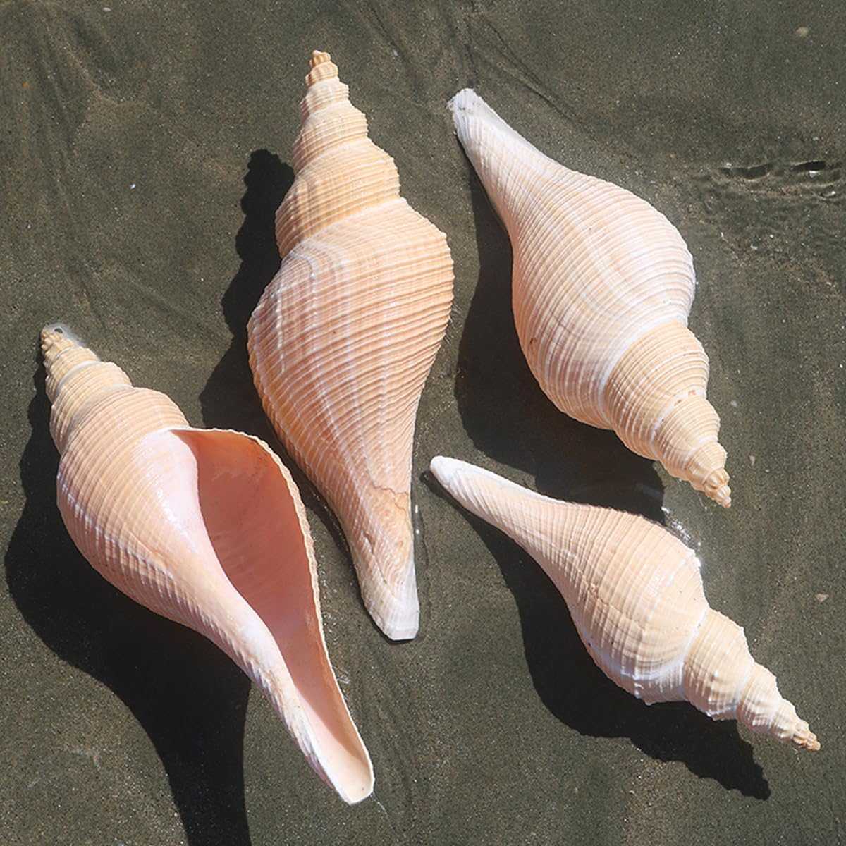 Large Natural Conch Shell,Ocean Conch, Long Fragrant Conch Shell 26-28Cm Large Seashell Naturally Beautiful Decorative Smudging for Artwork Wedding,28cm(26cm)