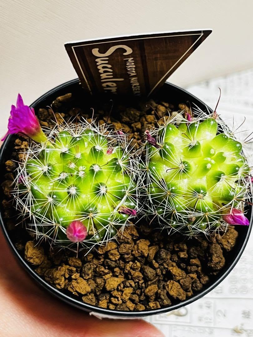 サボテン 月影丸 マミラリア・月影丸 / 盆栽、多肉植物、塊根植物、観葉植物通販