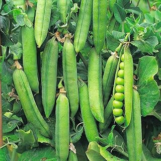Pea 'Rondo' Seeds Hardy Annual Vegetable Garden Plants Easy to Grow Your Own Pea 'Rondo' 1 Packet of 200 Seeds by Thompson and Morgan