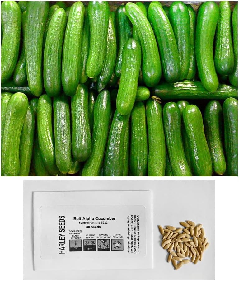 US Grown 30 Persian Beit Alpha a.k.a. Lebanese Cucumber Seeds Heirloom Non-GMO Burpless Sweet Non-Bitter and Acid Free, Crispy and Sweet, Fragrant and Delicious Grown in USA Cucumis sativus