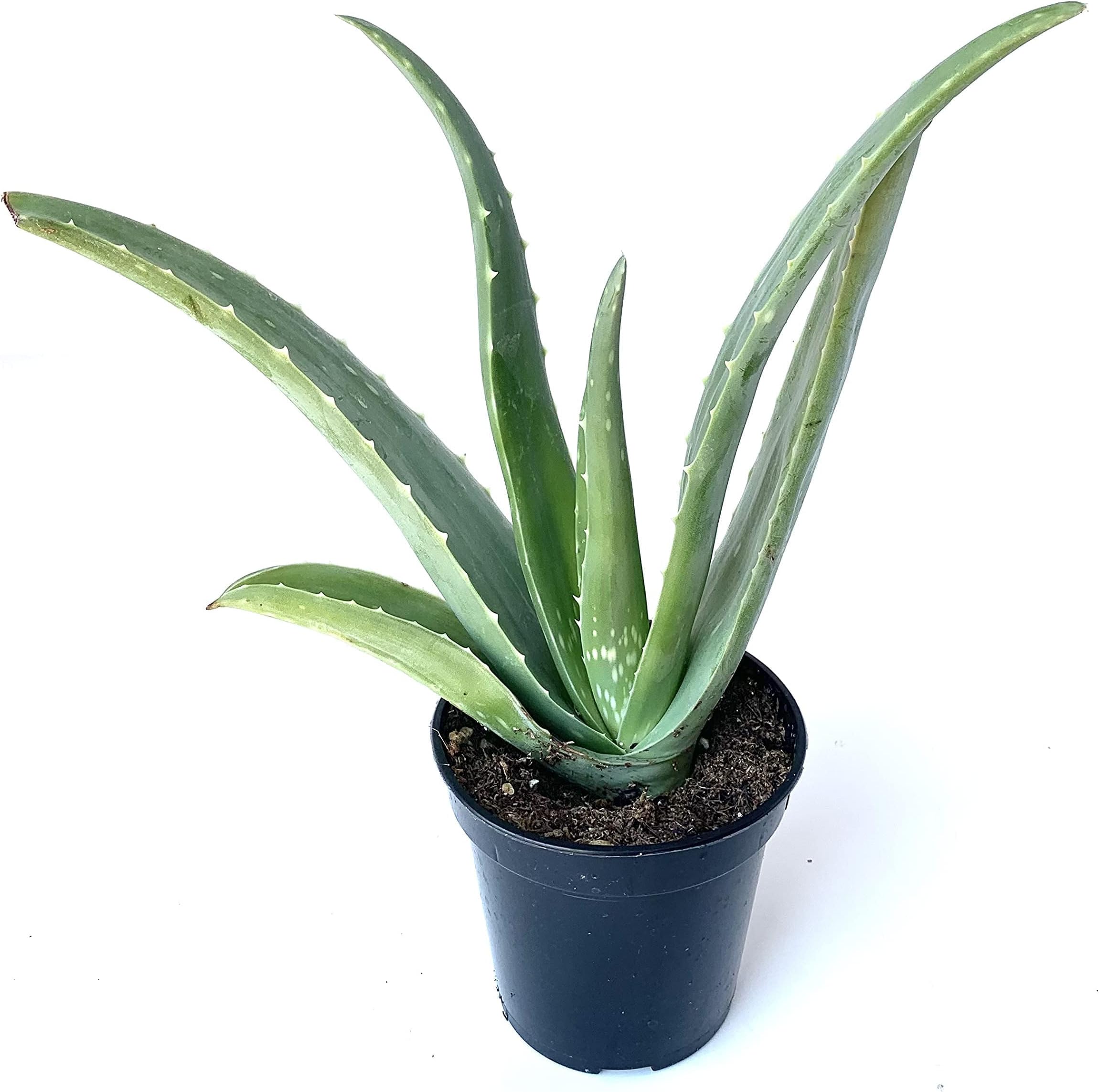 Live Aloe Vera Succulent Aloe Barbadensis Aloe 8"-12" Tall, 4" Pot