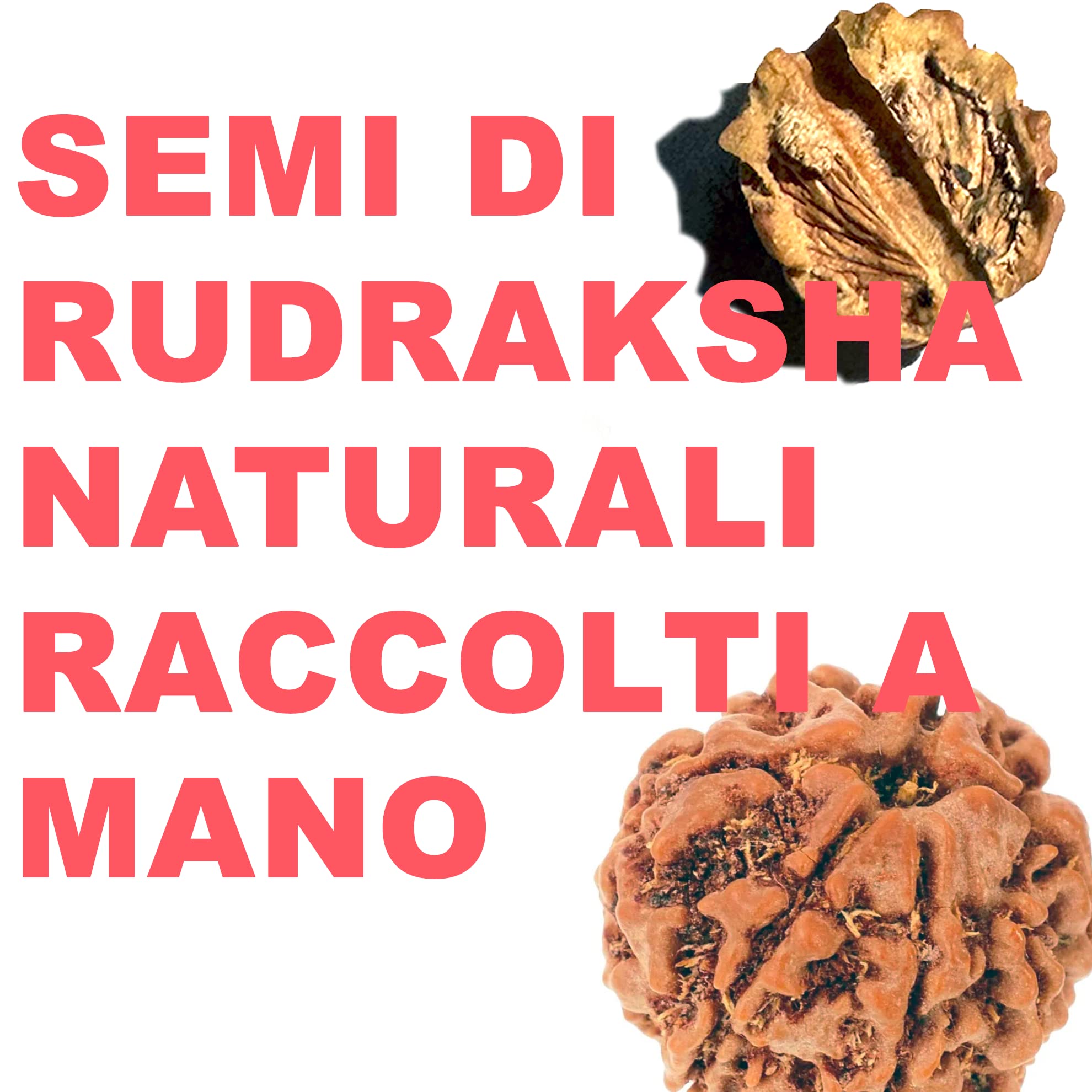 Samsara Bracciale Tibetano Buddista - Shamballa con Semi Di Rudraksha 8-9,5mm Artigianale - Filo in cotone cerato