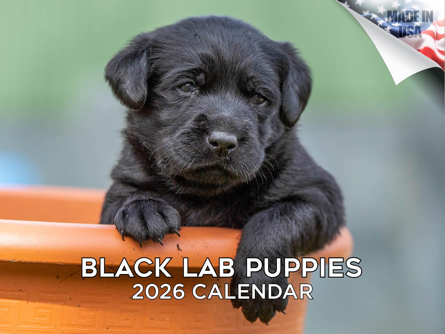 Calendario 2024 2025 Labrador Pups negro – Calendario mensual de pared de raza de perro – 12 x 18 pulgadas abierto – Papel grueso que no se corre – Regalo – Calendario académico para profesores,