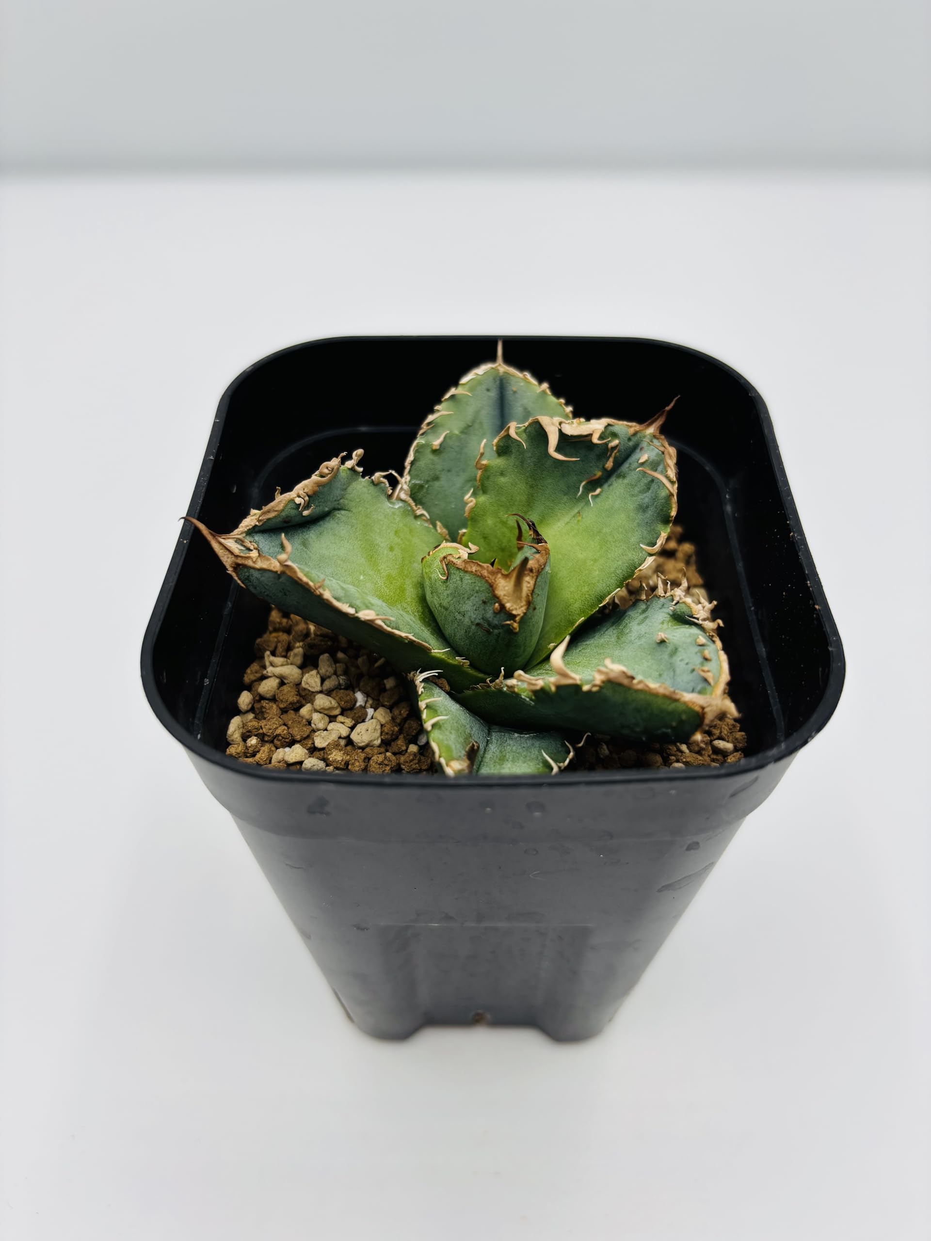 Amazon｜アガベ チタノタ 皇冠/Agave titanota 'Crown'/観葉植物 多肉