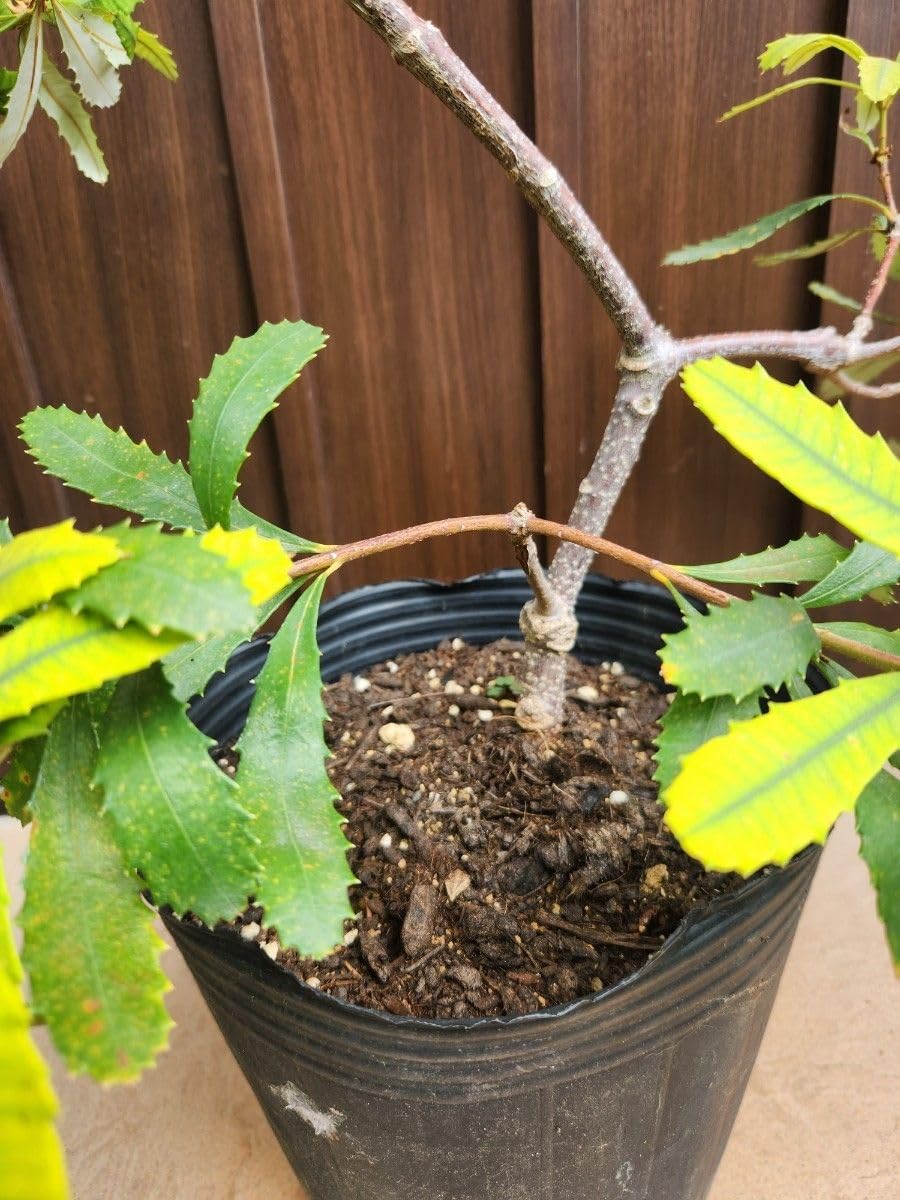 Amazon.co.jp: バンクシア パルドサ ポット苗 大苗 大株 レア品種