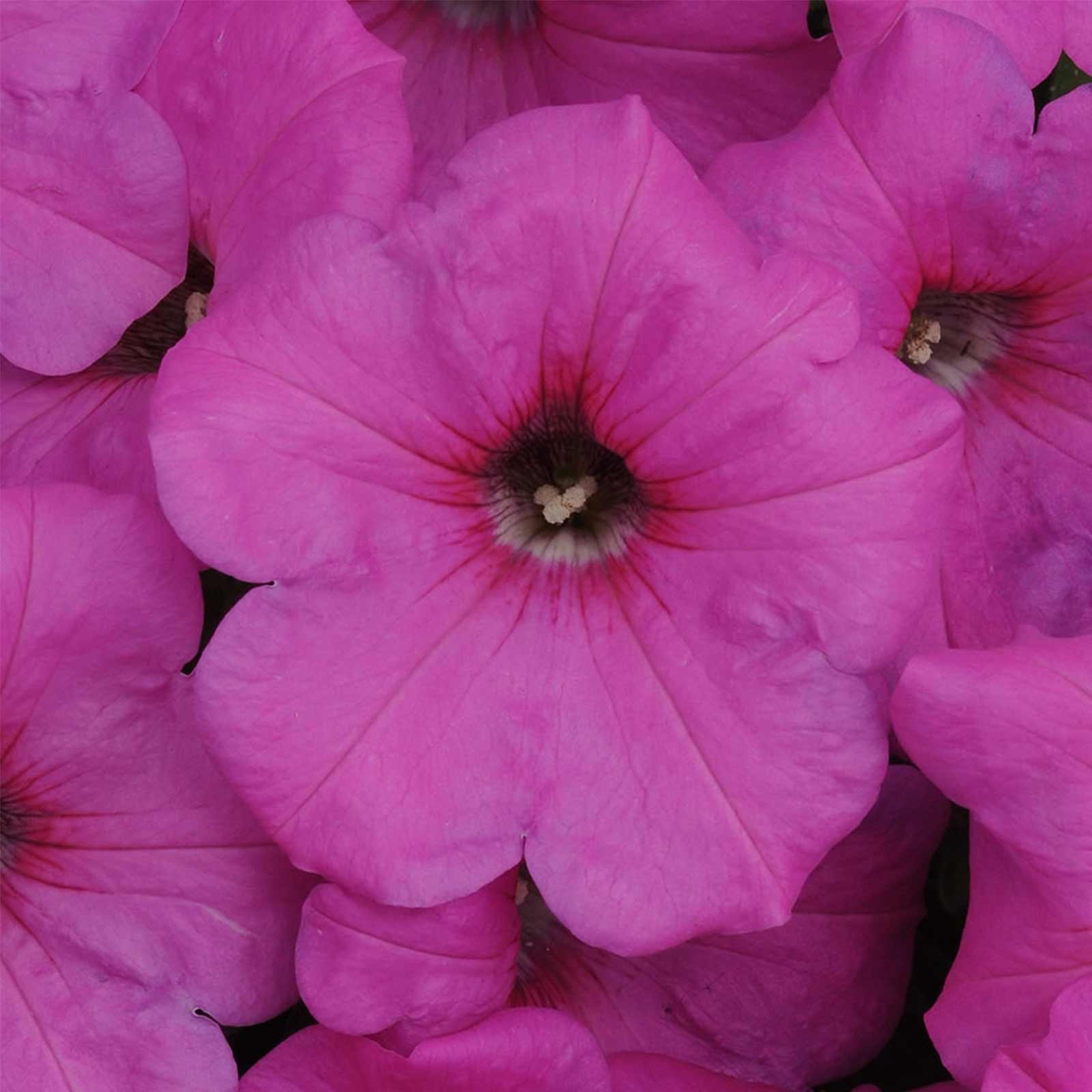 Petunia Hybrida Pelleted Seeds