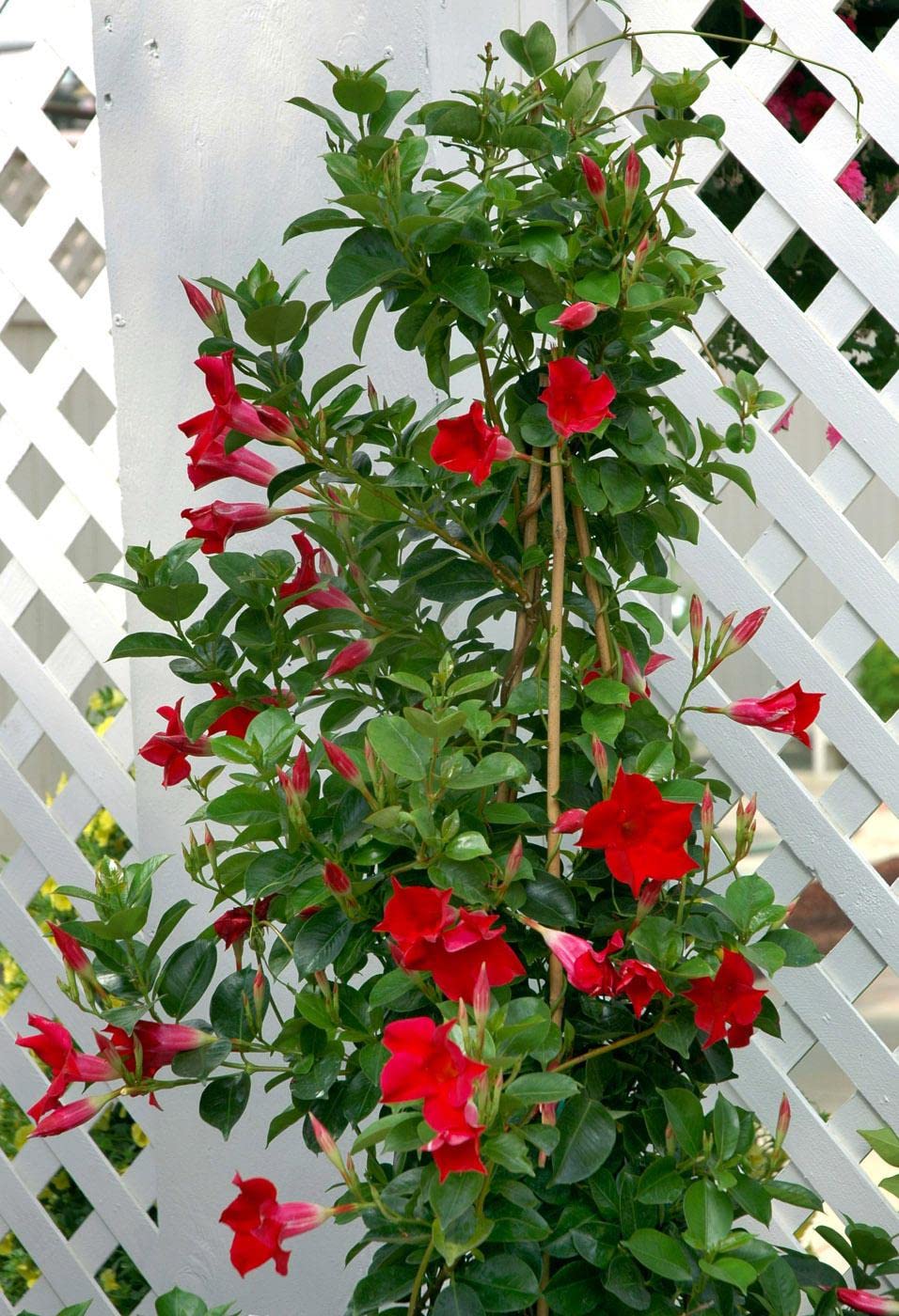 Cloud Farm Mandavilla Red Hybrid Live Plant CF23 (B0B8PZTPV5) Amazon Price History, Amazon Price Tracker