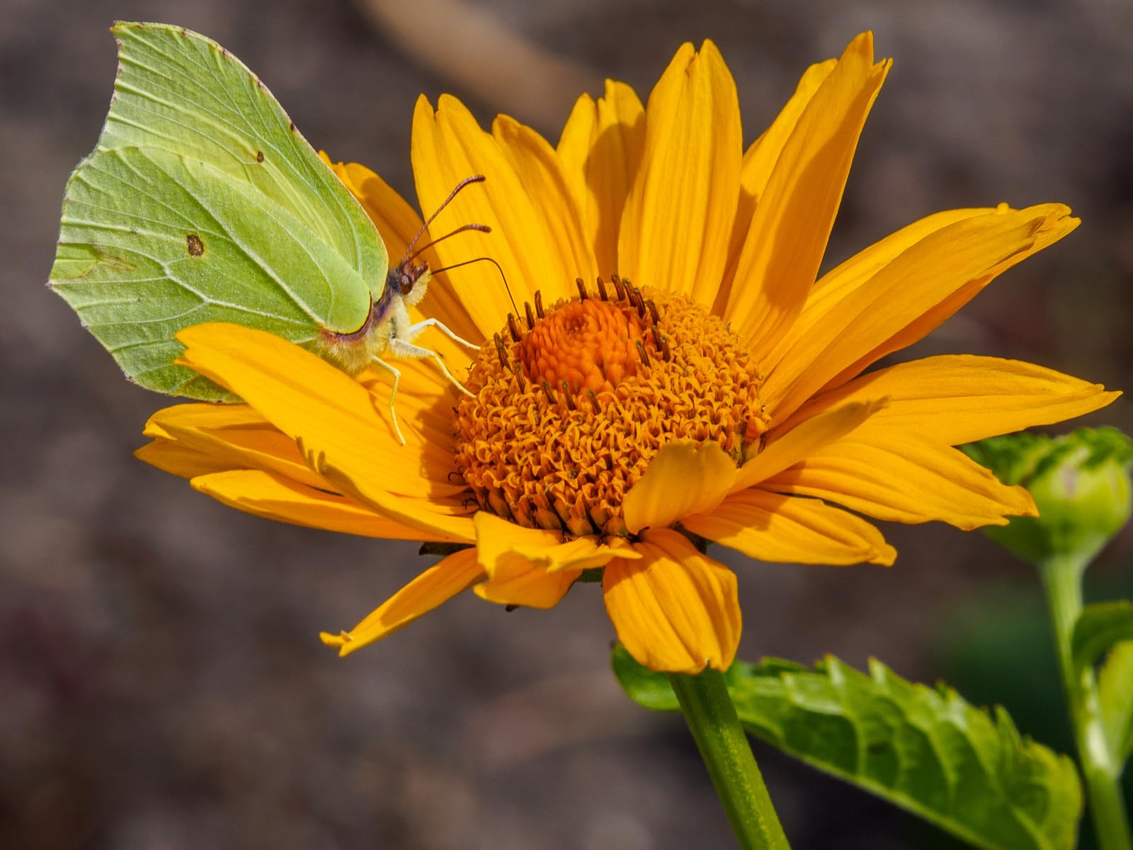 Insektenhotel - Wetterfest - Riesiges gemischtes beidseitig offenes Insektenhotel MKW Nr 1 - Insektenhaus aus massivem Laub- und Nadelholz - für Wildbienen, Marienkäfer & Schmetterlinge - Nisthilfe