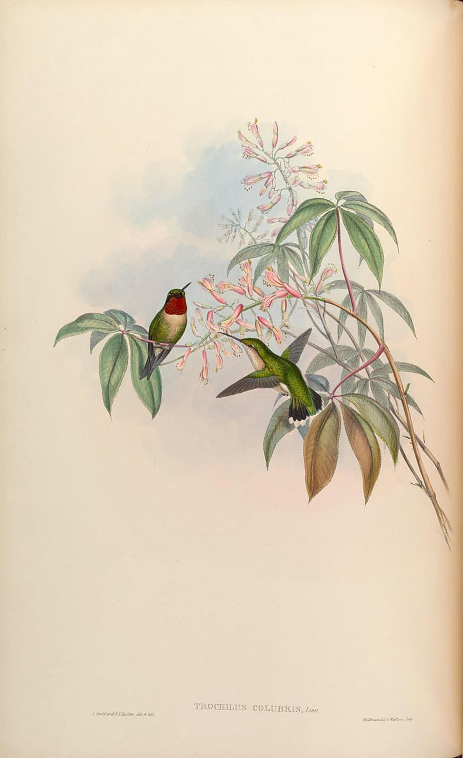 Cuadro pintura al óleo de colibríes John Gould para decoración del hogar 60x90 5