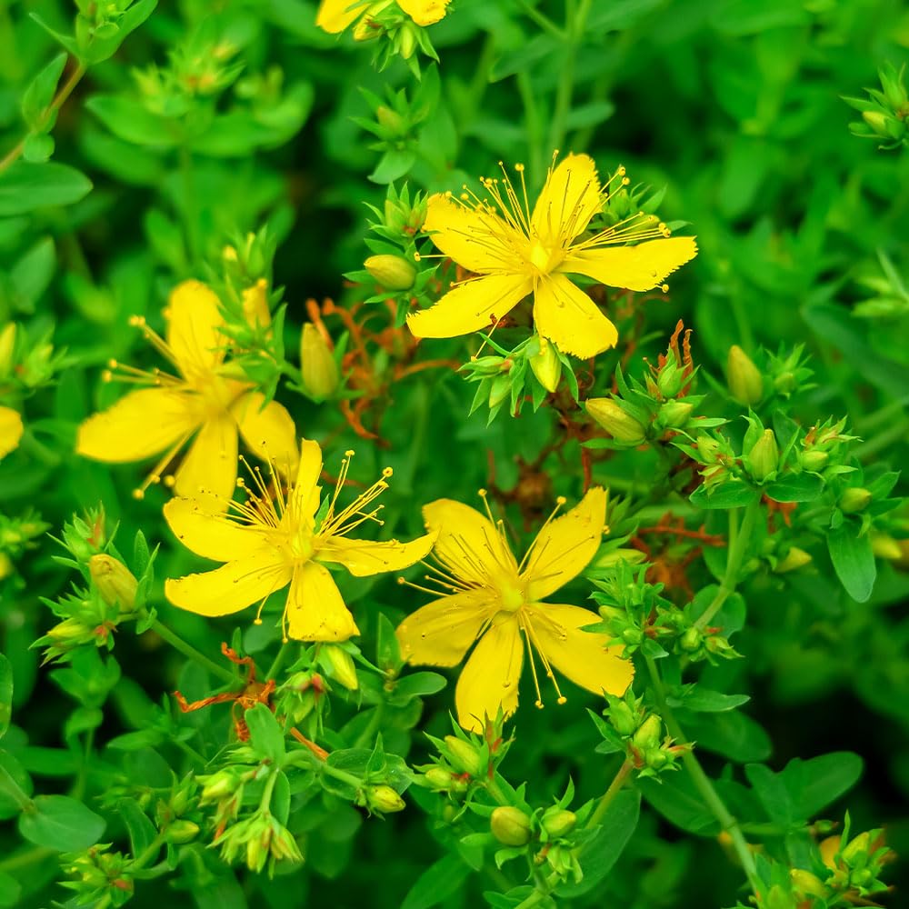 St John’s Wort Seeds – Hypericum perforatum – Perennial Herb for Tea, Wellness & Wild Gardens – Easy to Grow Italian Variety