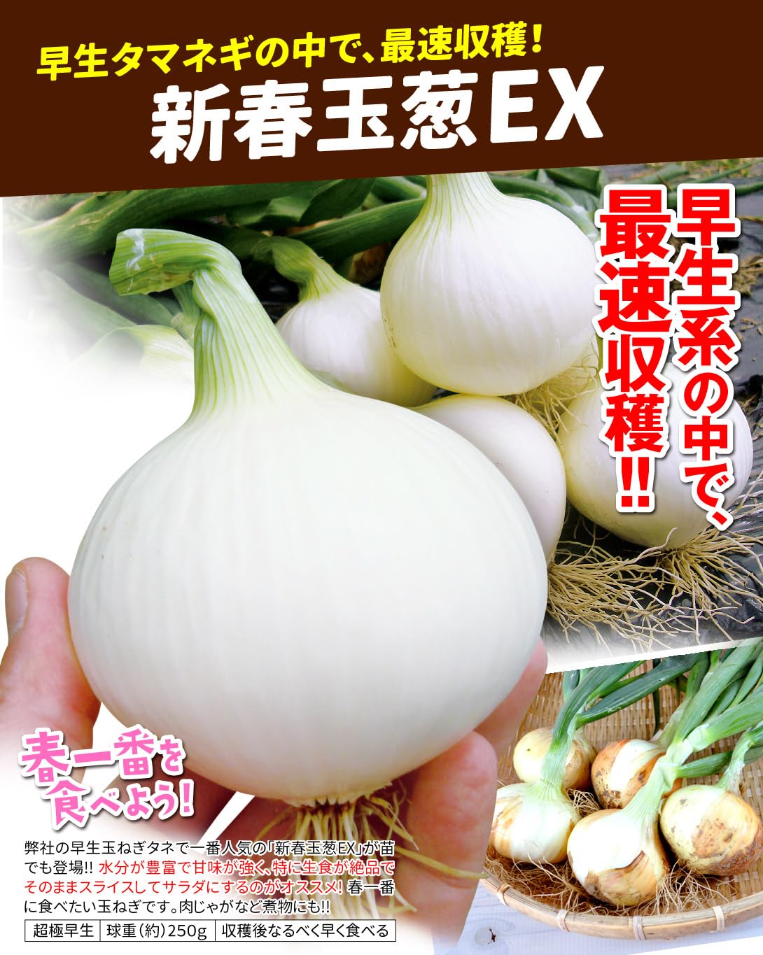 Amazon.co.jp: 玉ねぎ苗（超極早生）新春玉葱EX 100本 / 国華園 25年秋