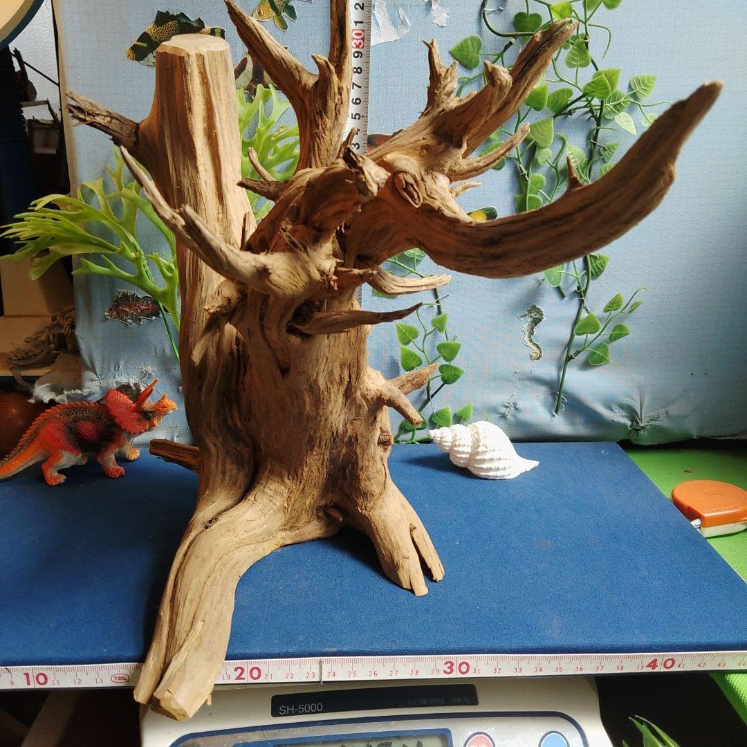 72ホーンウッドあく抜き硬質杜松の木流木、インテリア、樹木標本