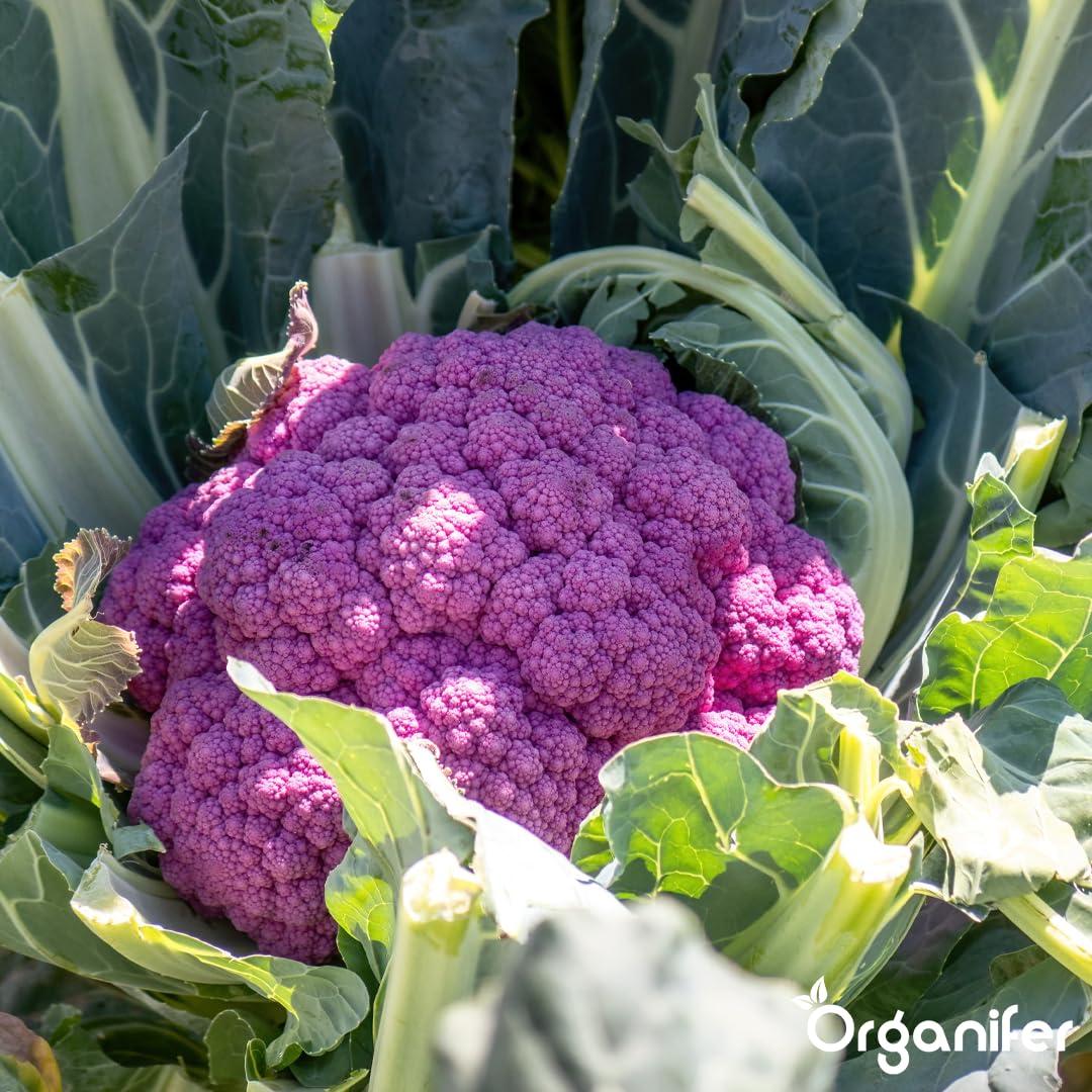 Blumenkohl Flüssigdünger - 10L - NPK 2-1-8 | Flüssig-Pflanzendünger Für Kräftige Köpfe & Gesunde Blätter - Fördert Wurzeln & Vitalität - Organifer