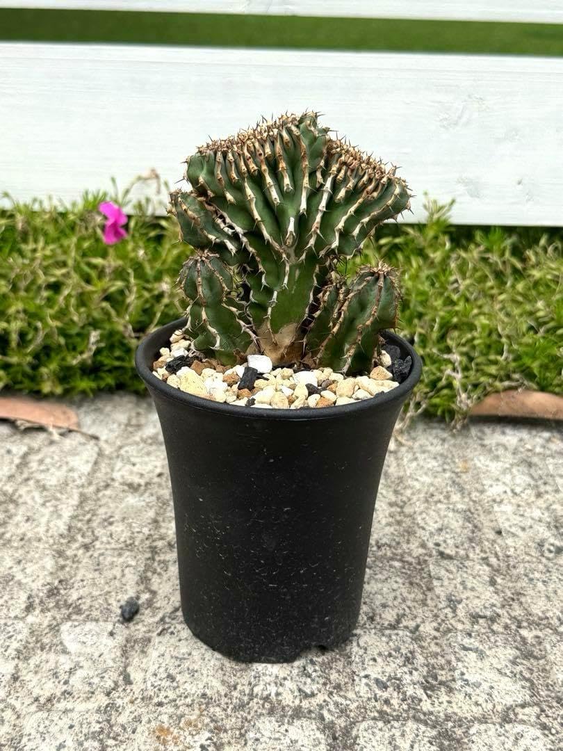 ②激レア 矢毒麒麟綴化 矢毒キリン ヤドクキリン 幅8.4cm オベサ