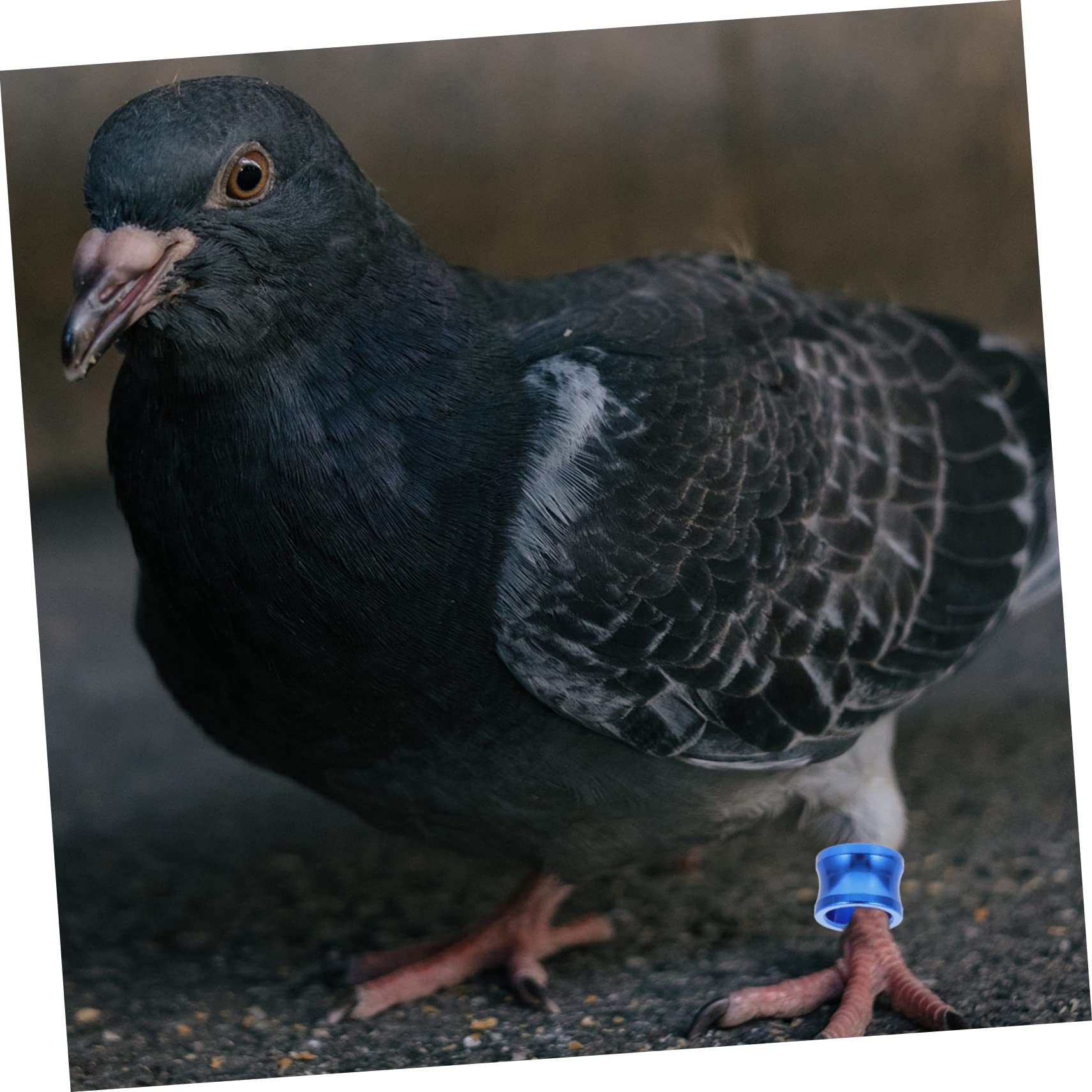 Angoily 100pièces Anneaux De Pied Colorés pour Pigeons Identification Facile des Oiseaux Accessoires pour Volaille Réutilisables Et Pratiques