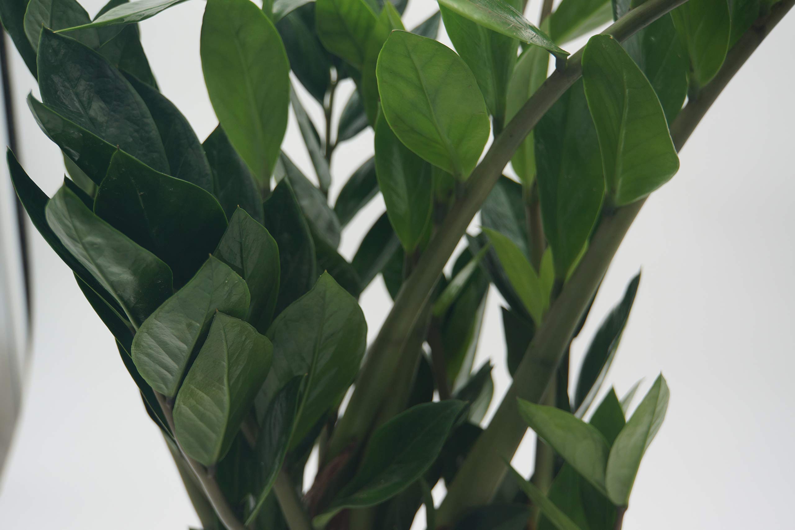 Glücksfeder, (Zamioculcas zamiifolia), Zamie, Zamia Farn, Zamia Palme, pflegeleichte Zimmerpflanze (ca. 50cm hoch im 14cm Topf)